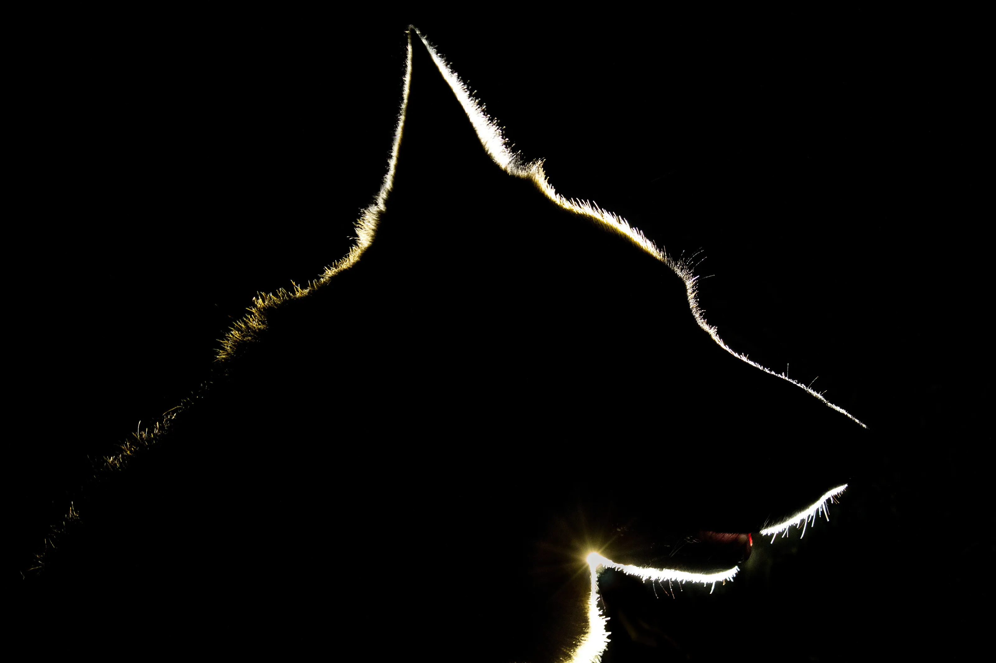 Shadow of a Warrior