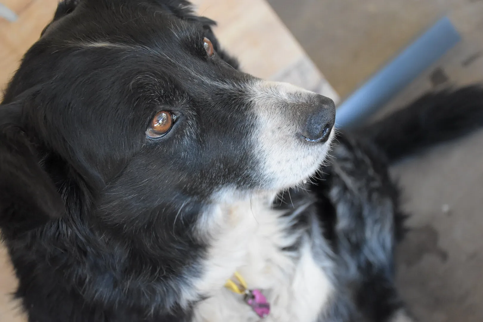 Bonnie