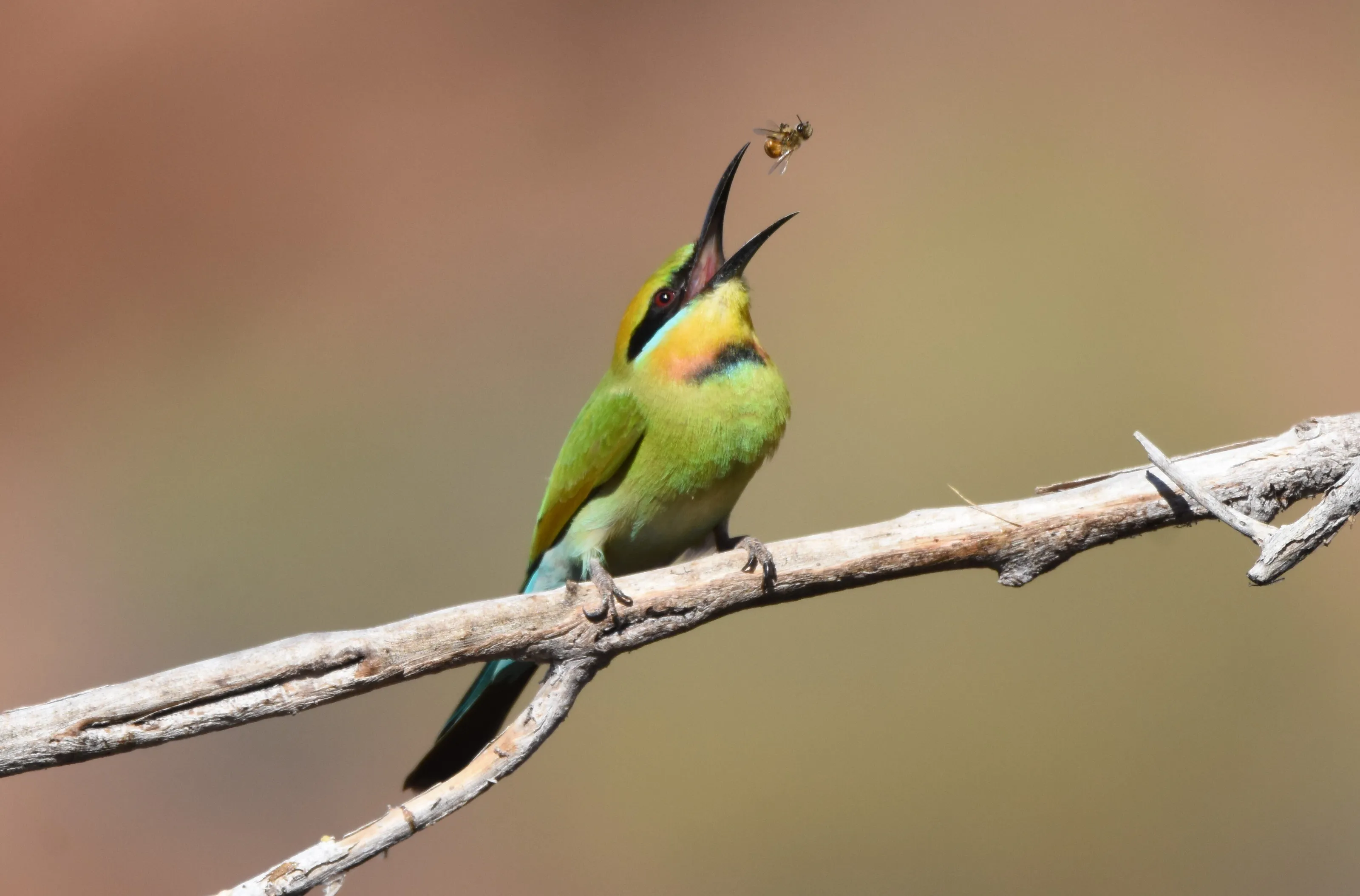 Bee-eater