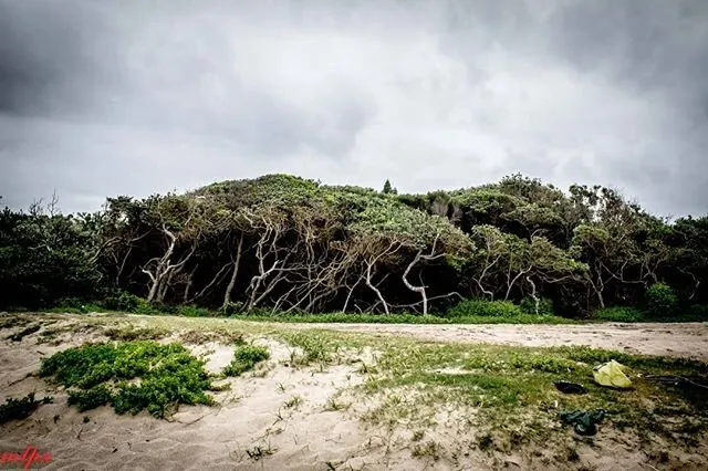 farai_sibanda_trees