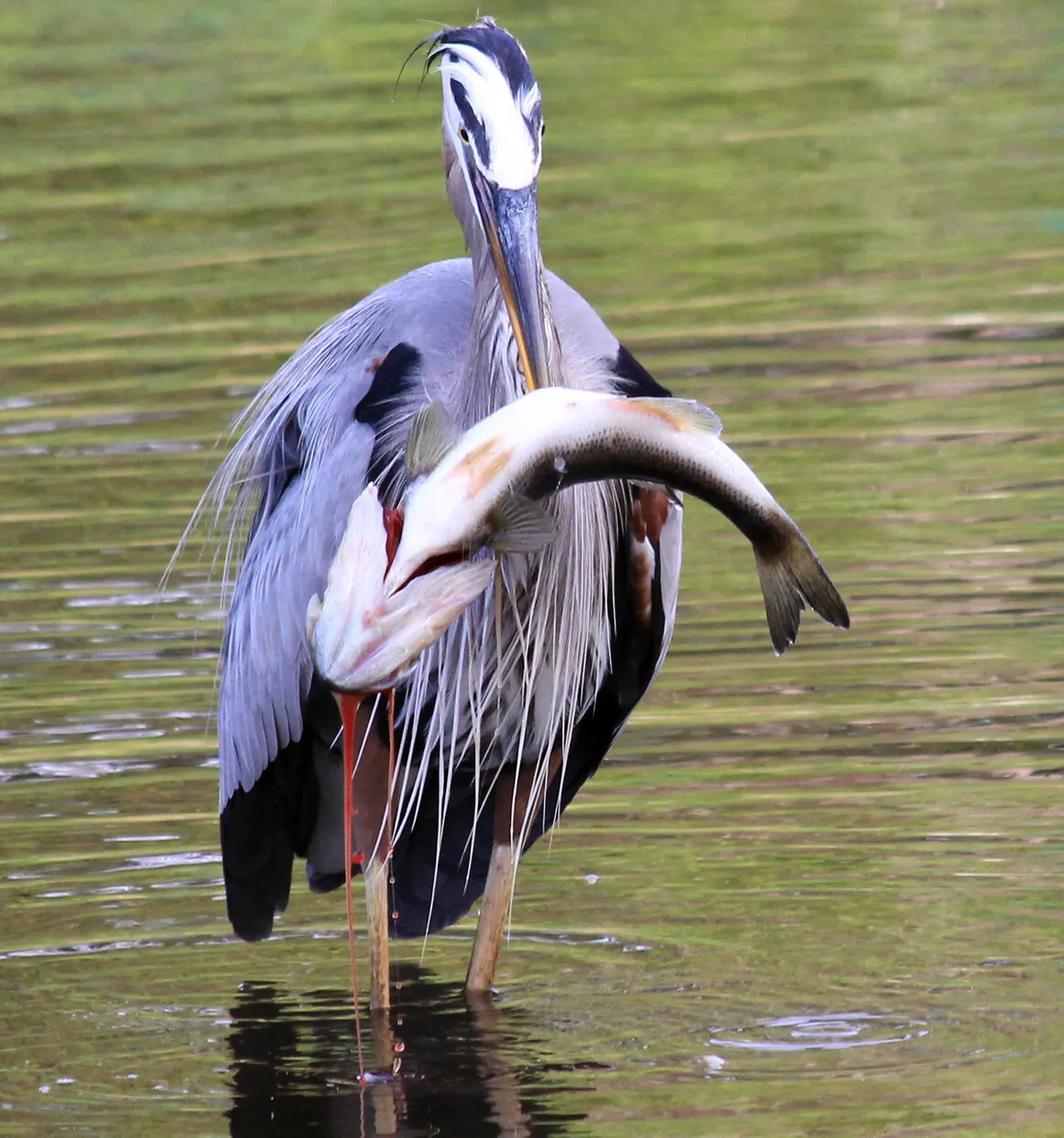 Great Blue Heron - Survival