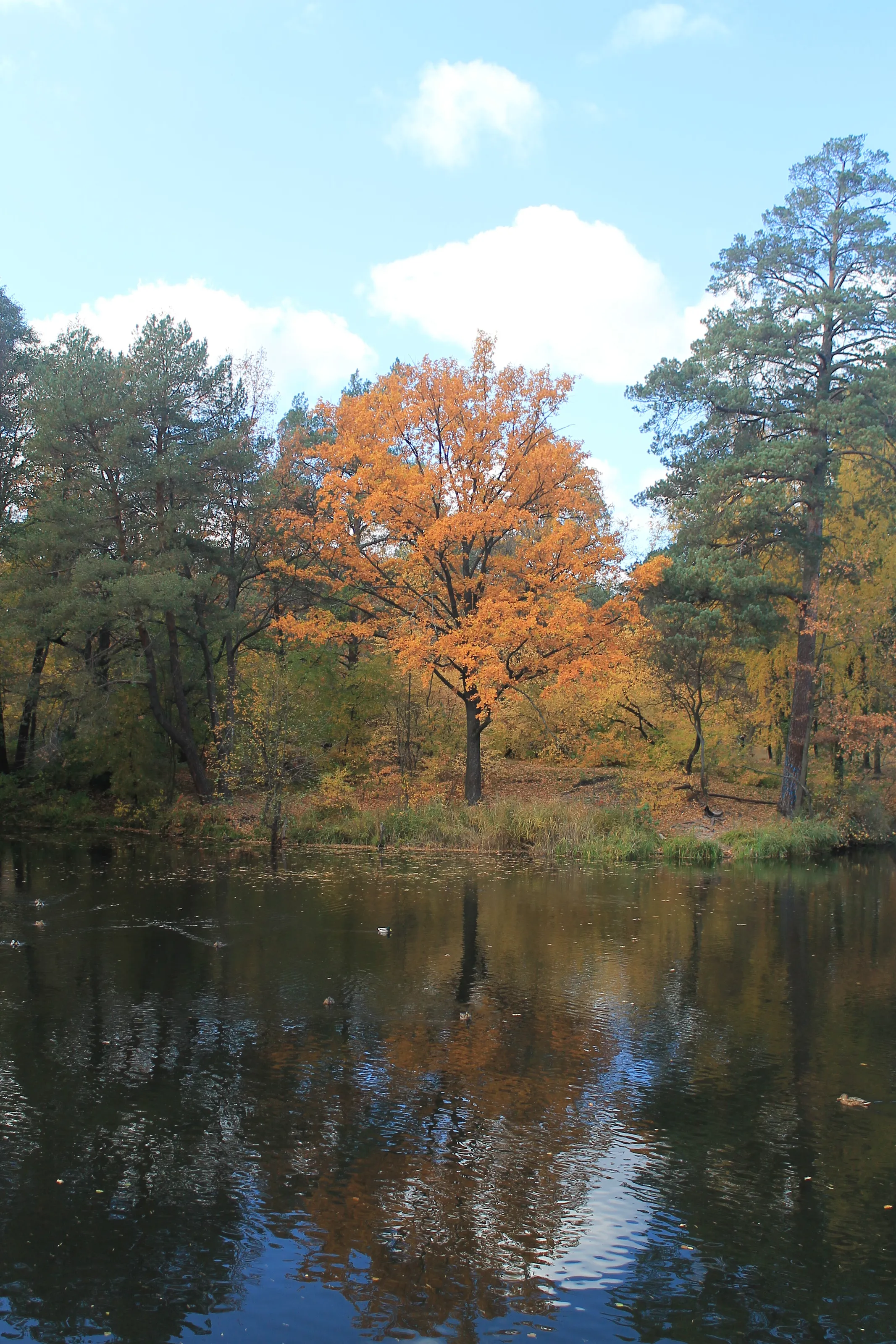 Autumn beauty