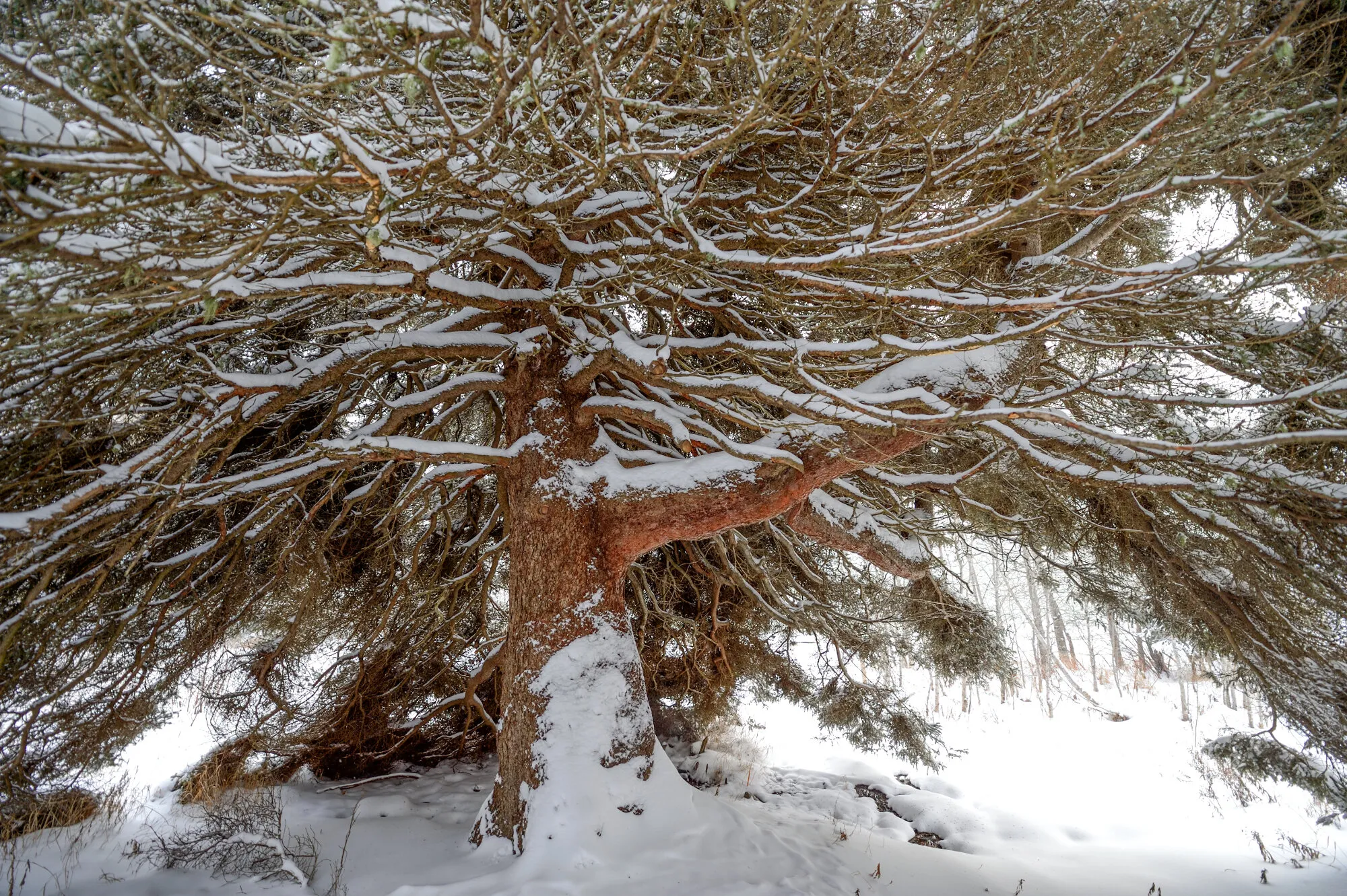 Snow on branches