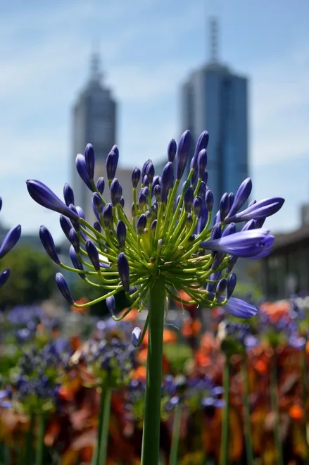 Plant cityscape