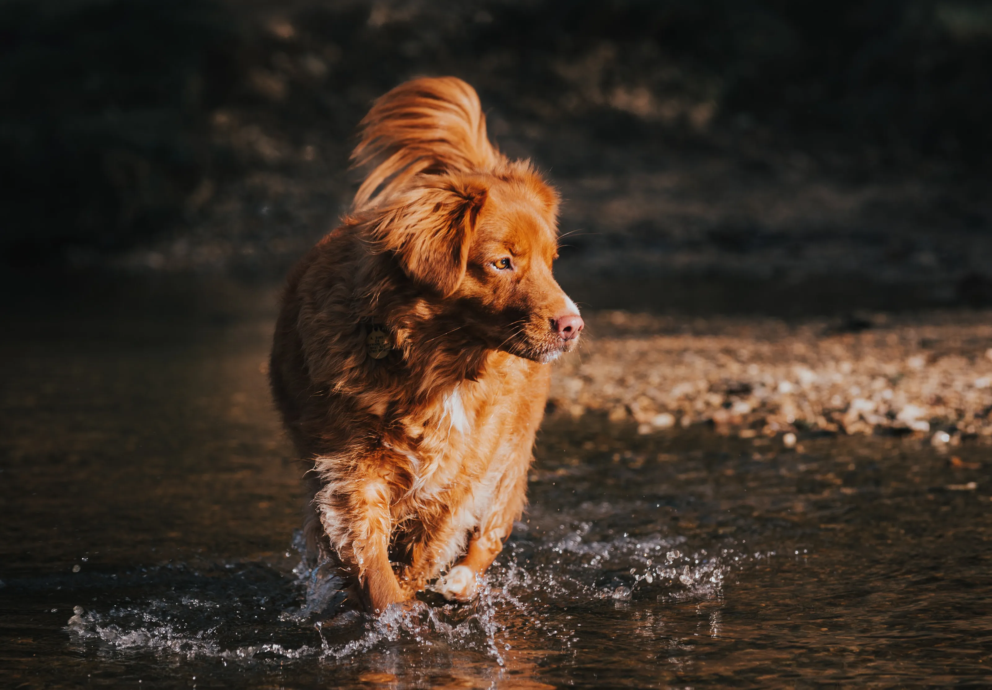 Water Dog