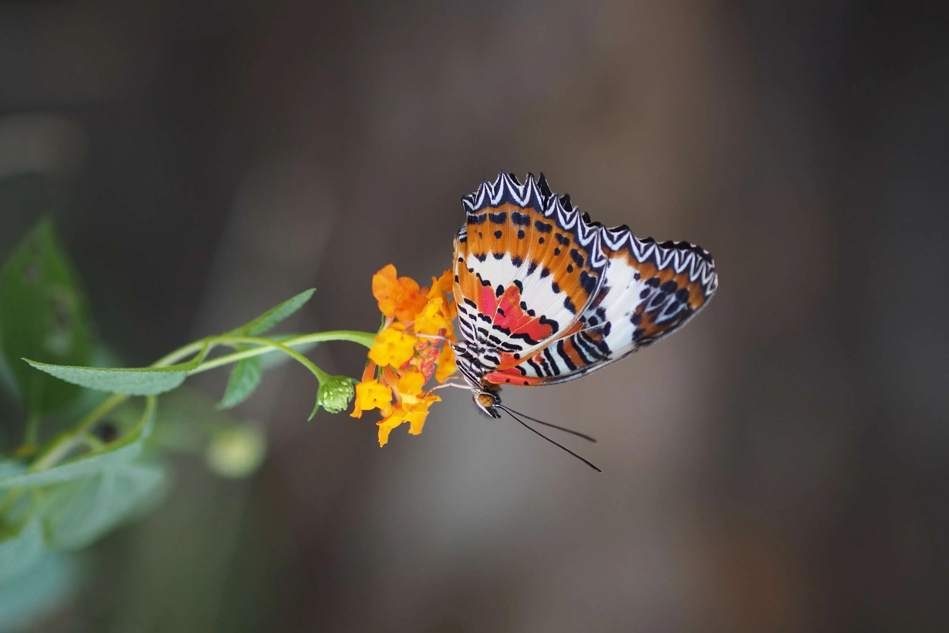 beautifull creature