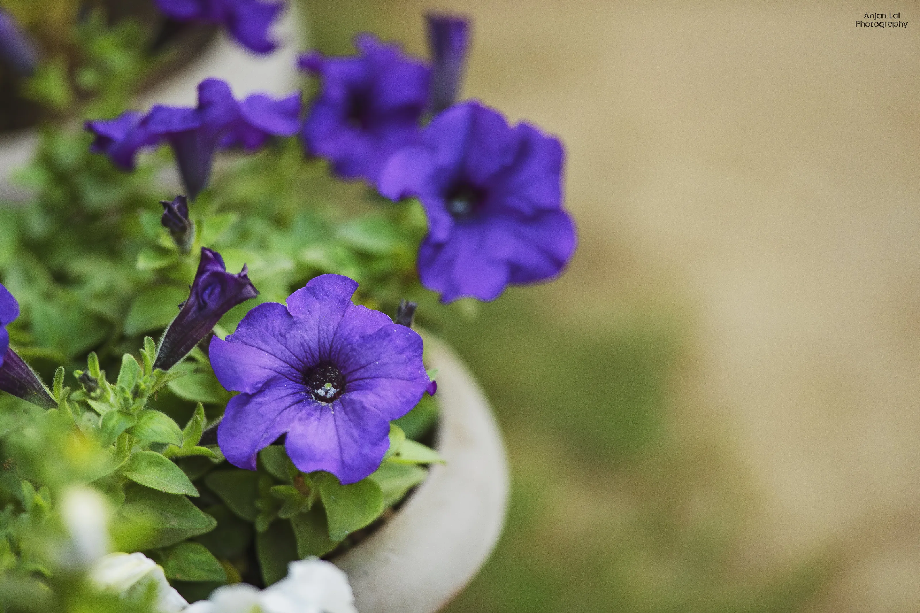 Purple Pansies!!!