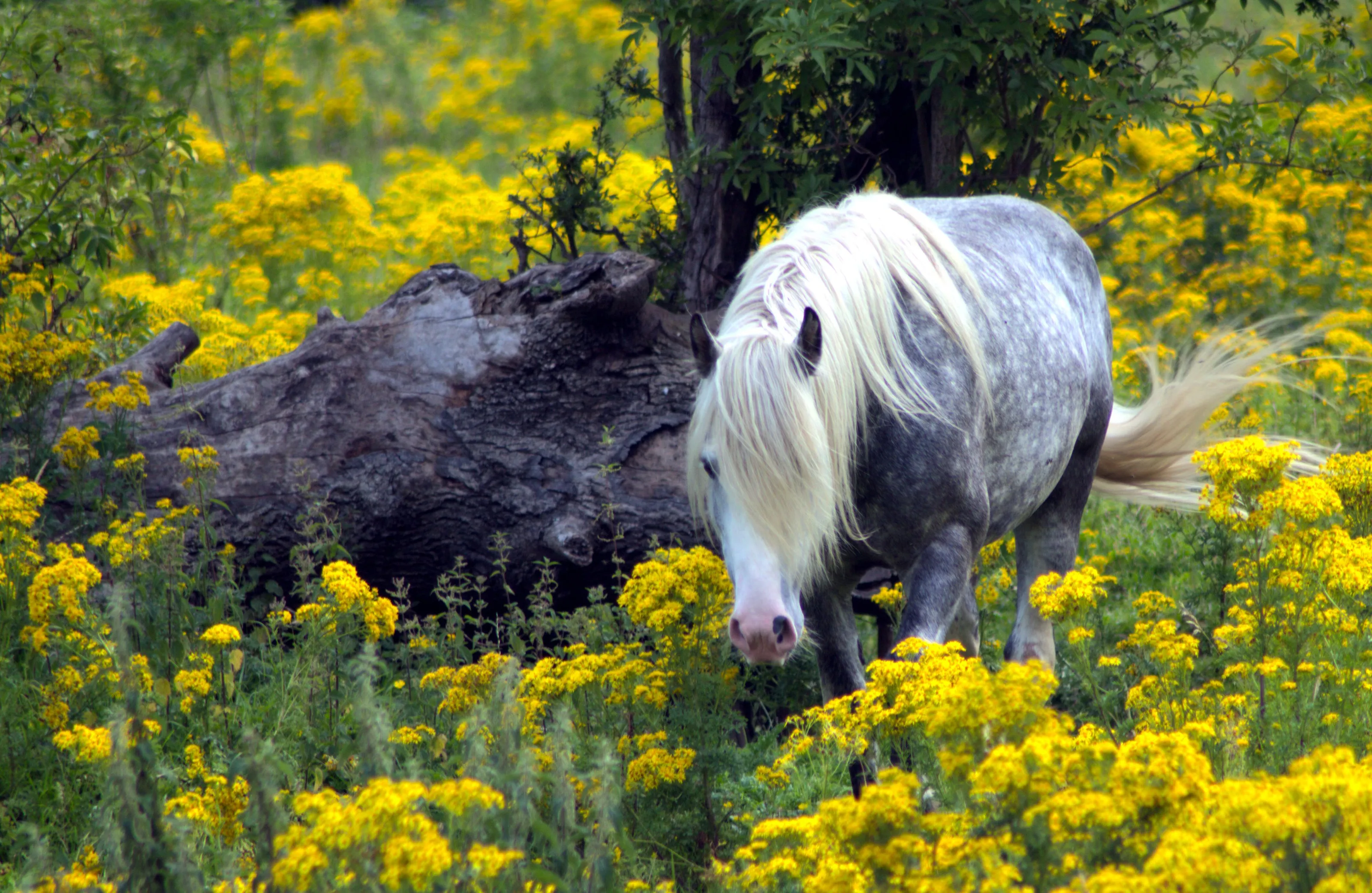 Horsing Around