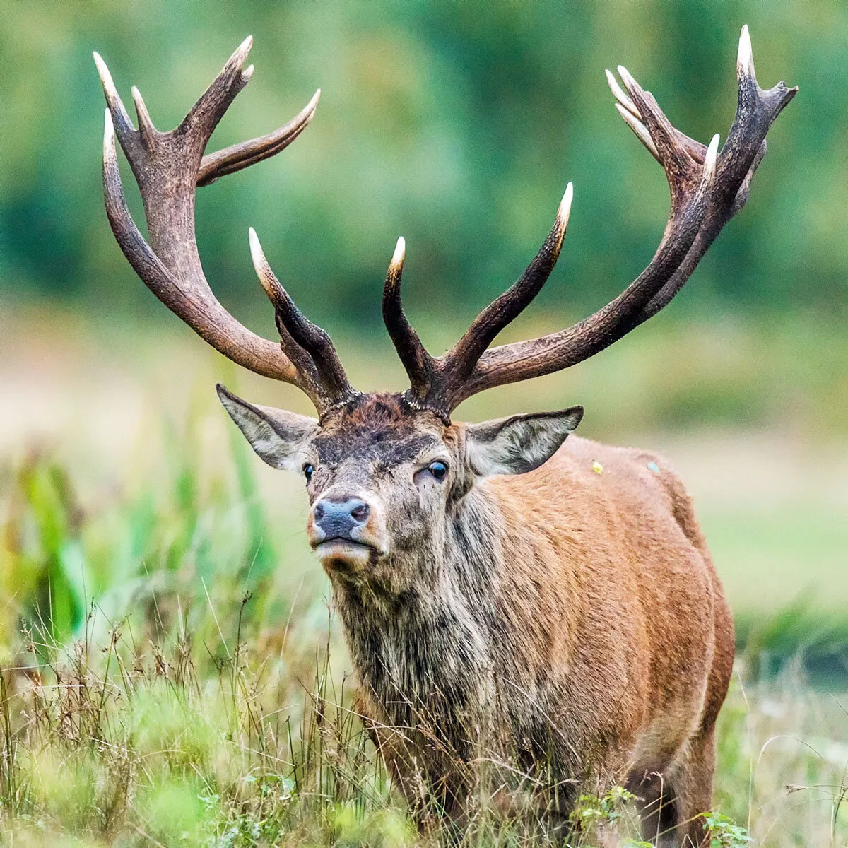 The stag