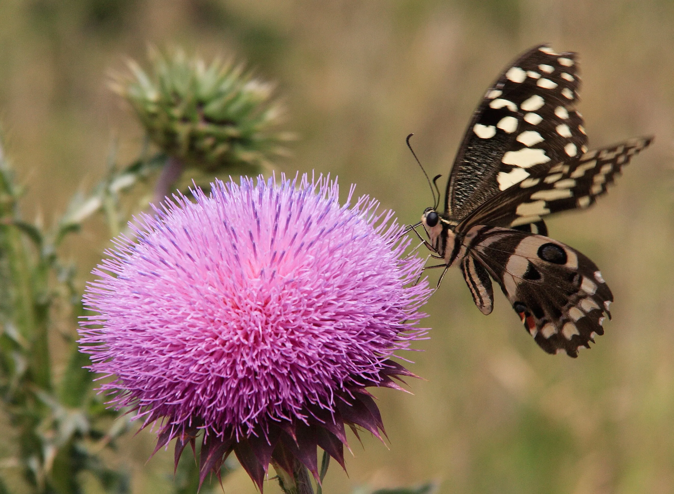Butterfly and Pink