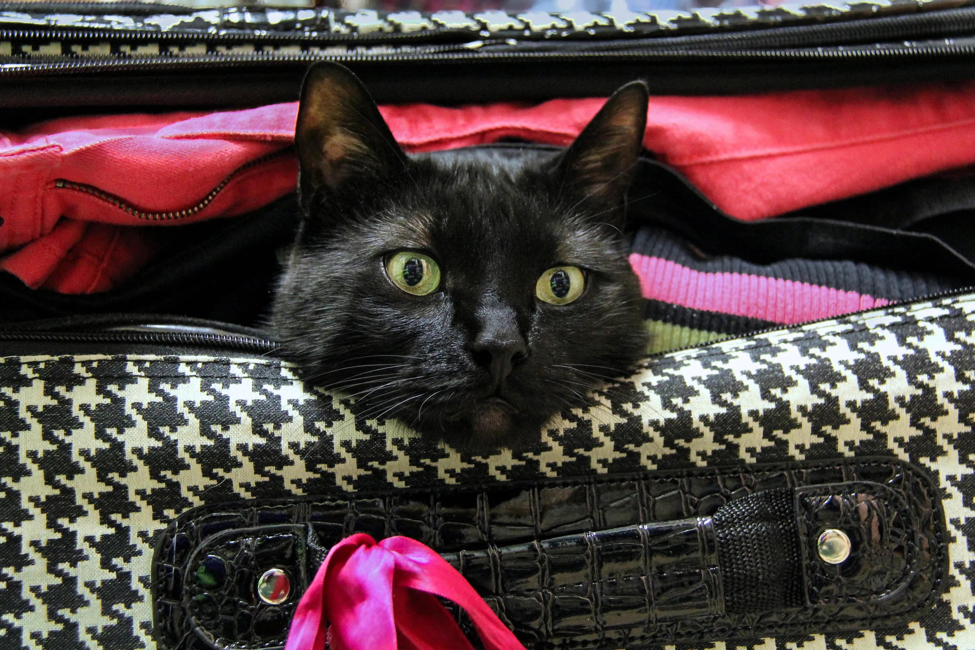 Charlie Wants to Go Too!