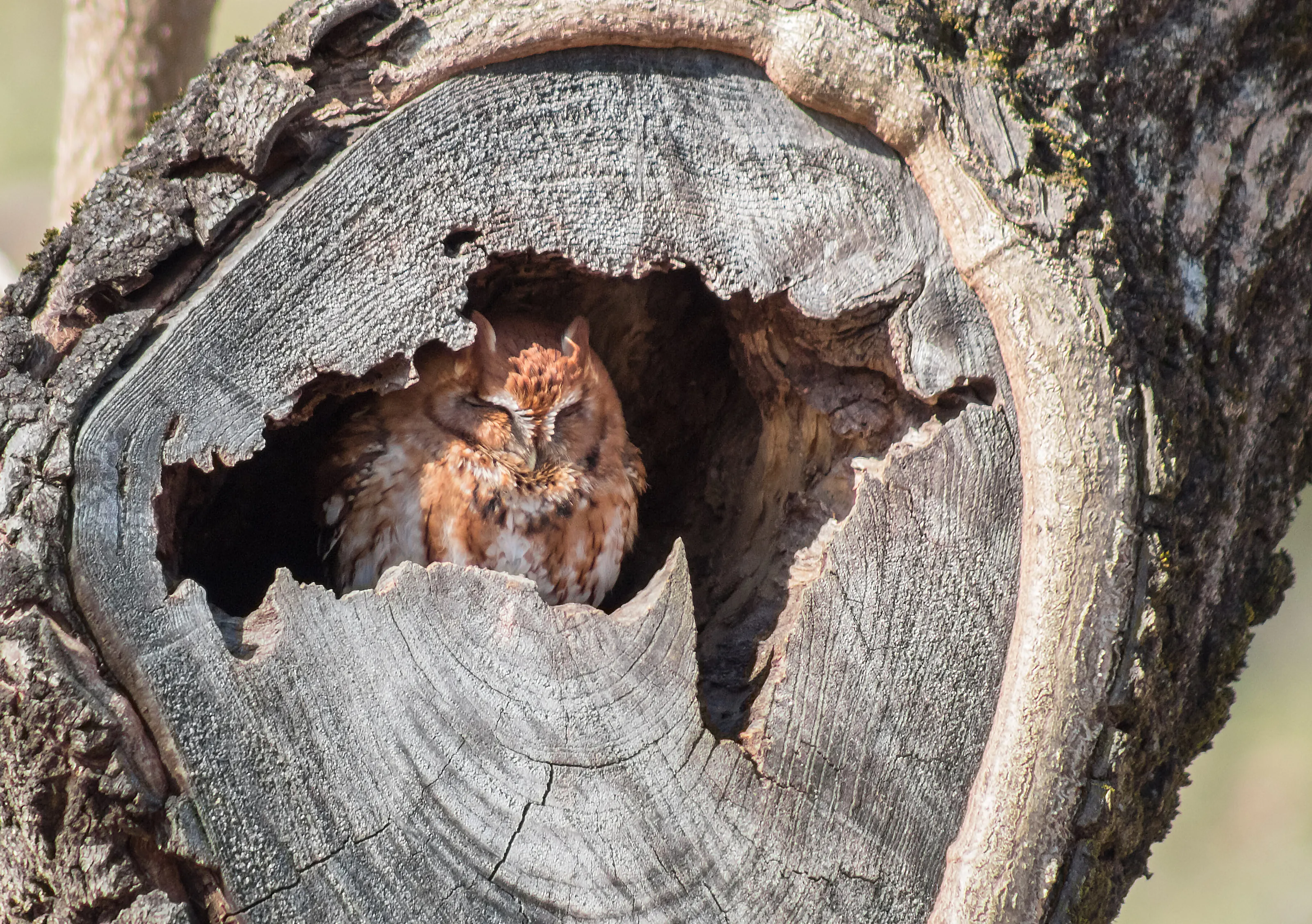 Eastern Screech-Owl