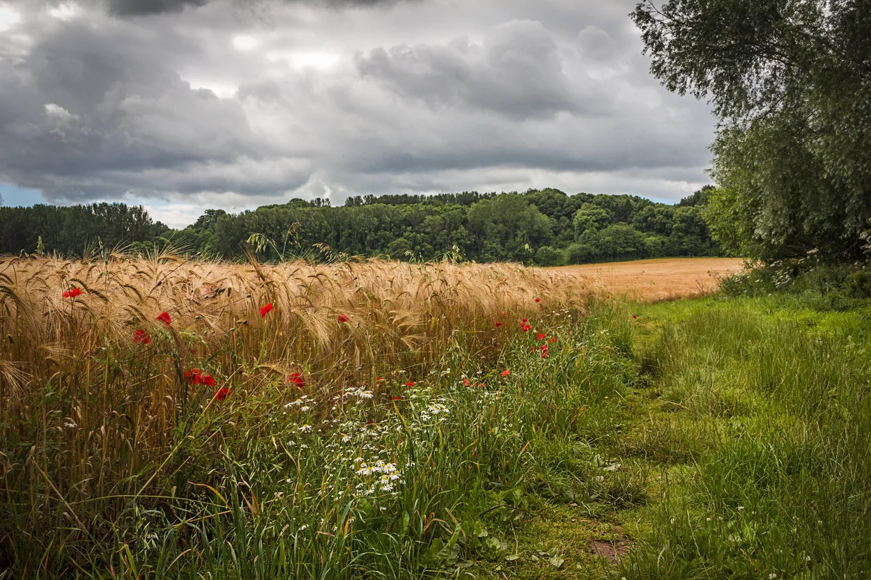 Entry 1619228
