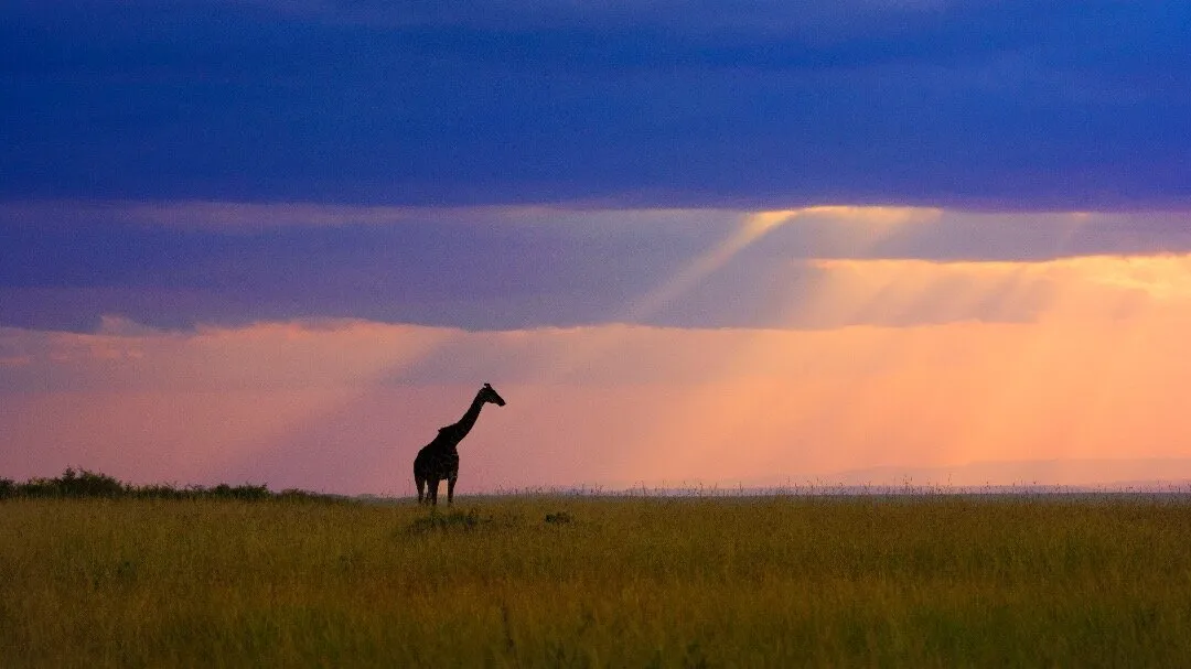 Colours of life