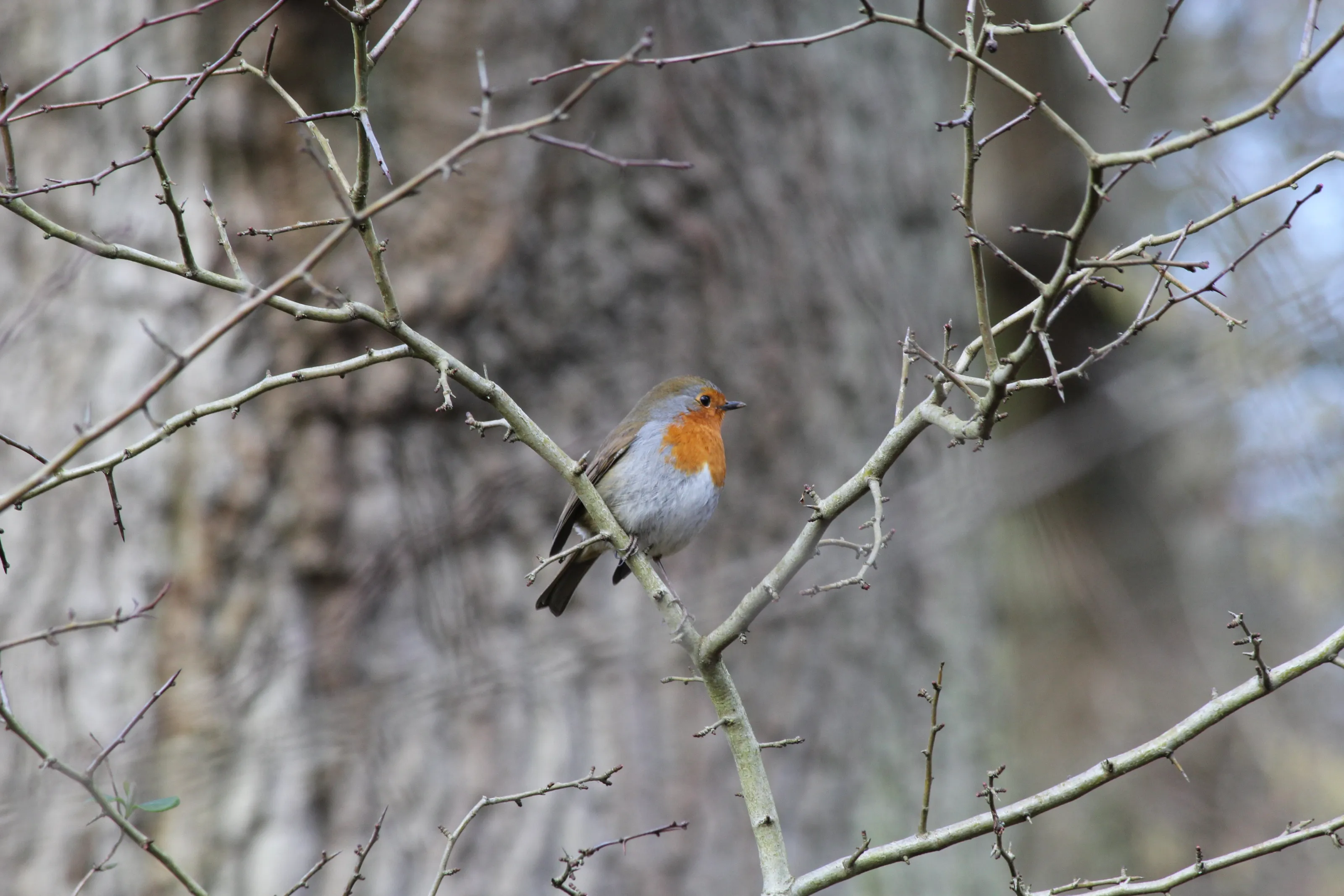 Posing Robin