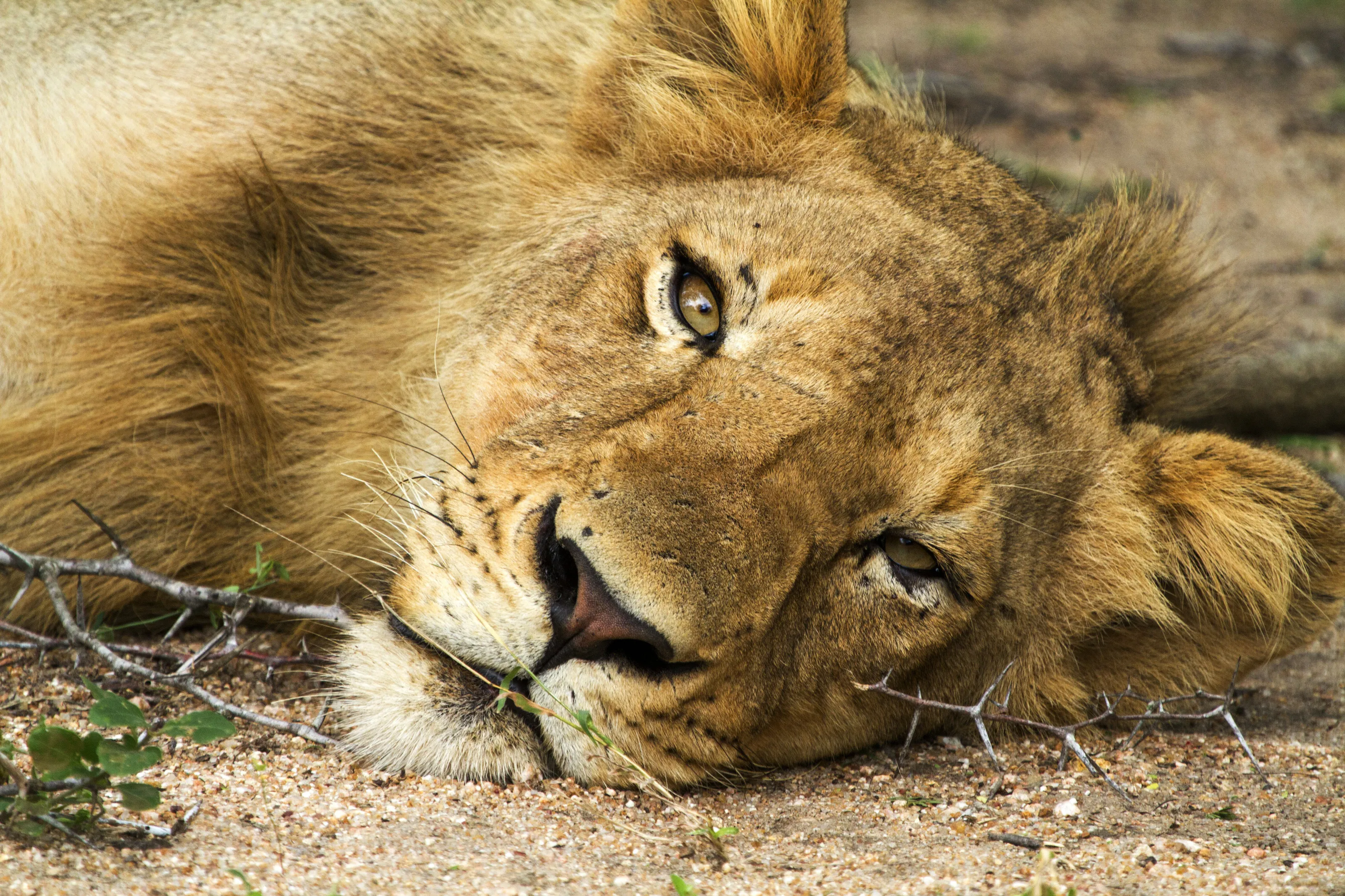 Eye Contact with a  Male Lion