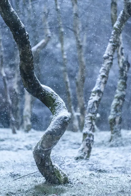 Falling Snow