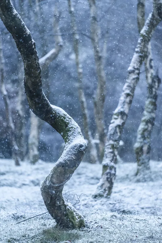 Falling Snow