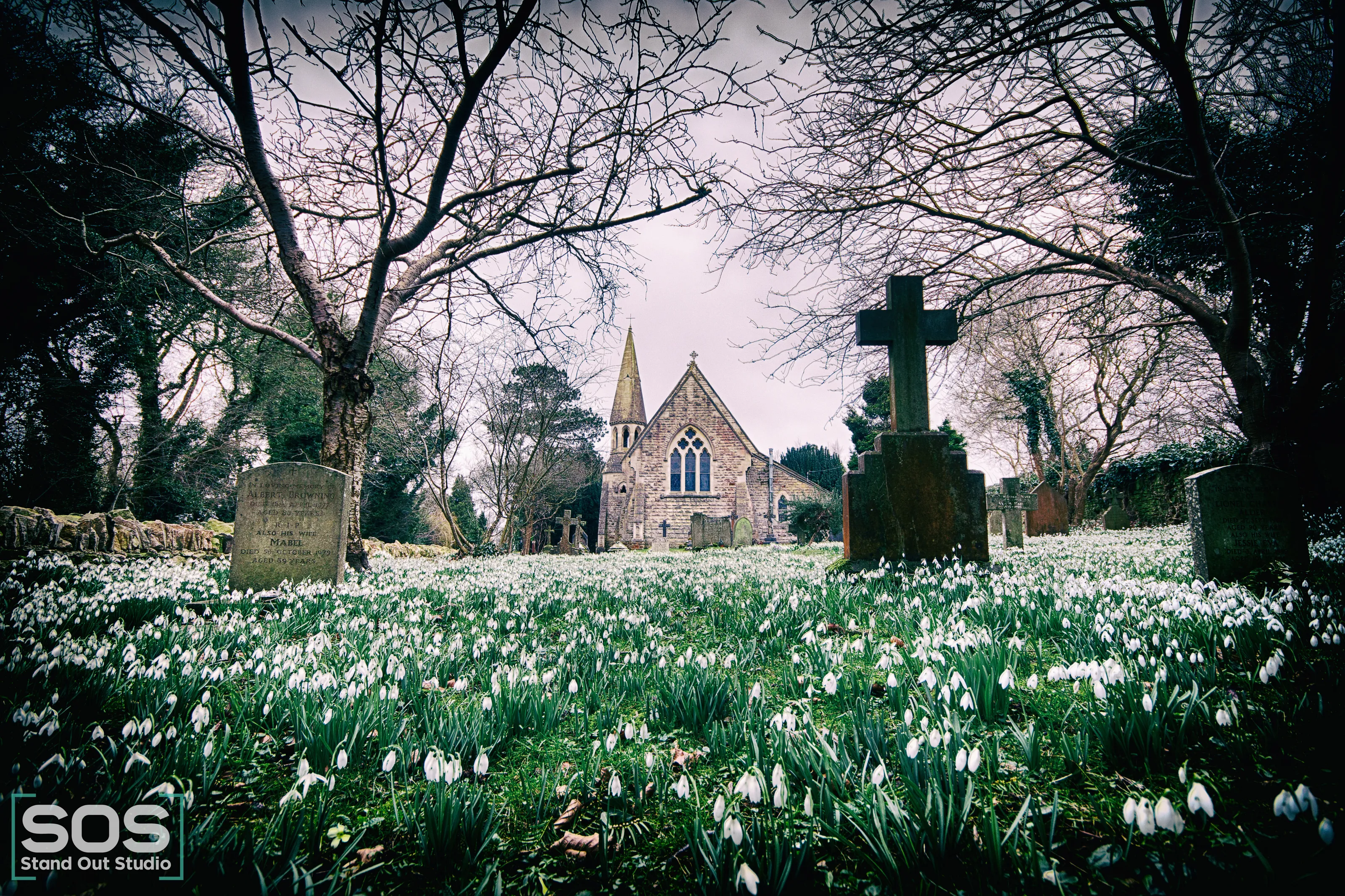 Snowdrops in bloom at The Parish Church of St John the Baptist, Edge, nr Stroud, Gloucestershire