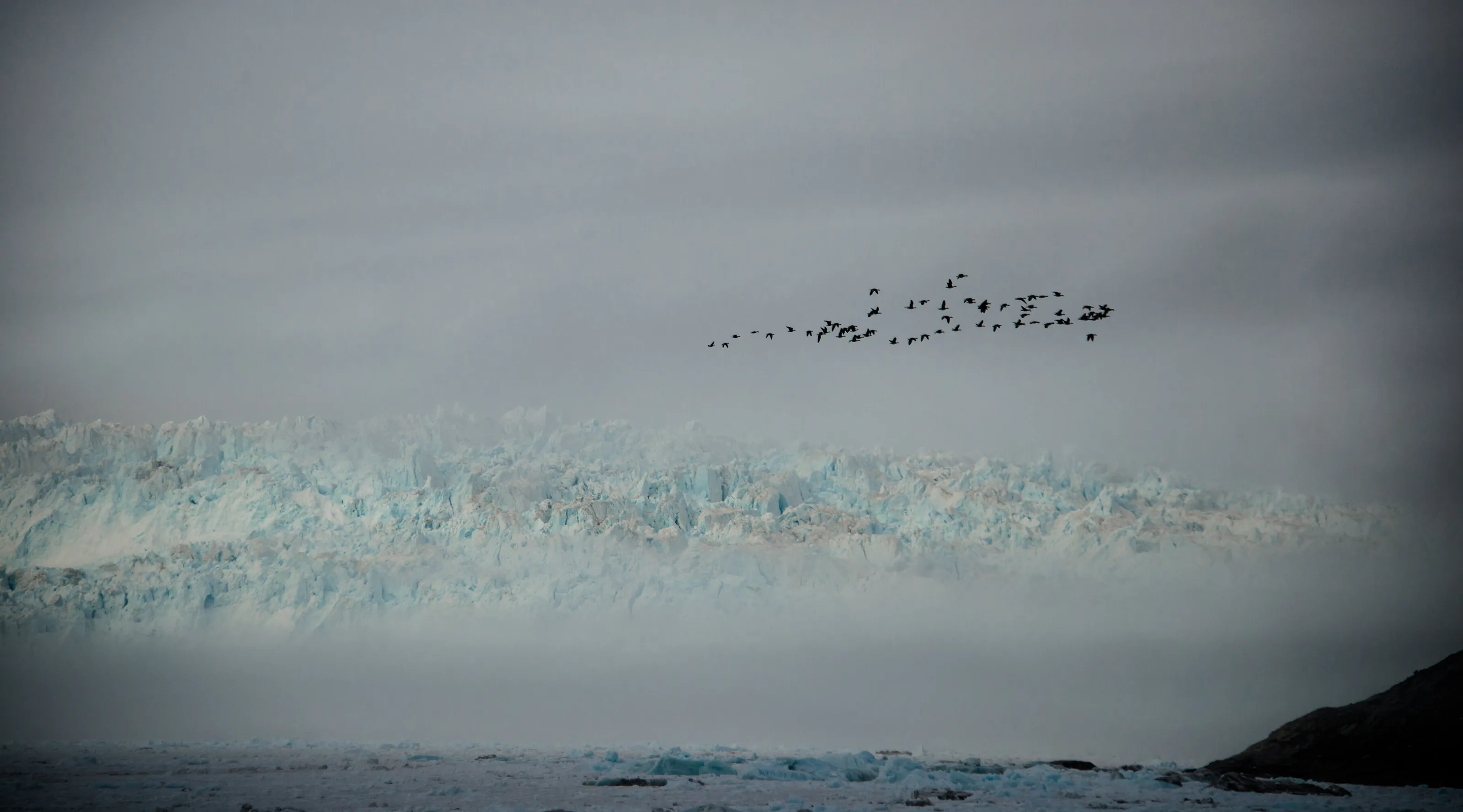 Geese flying over Eqi Glacier