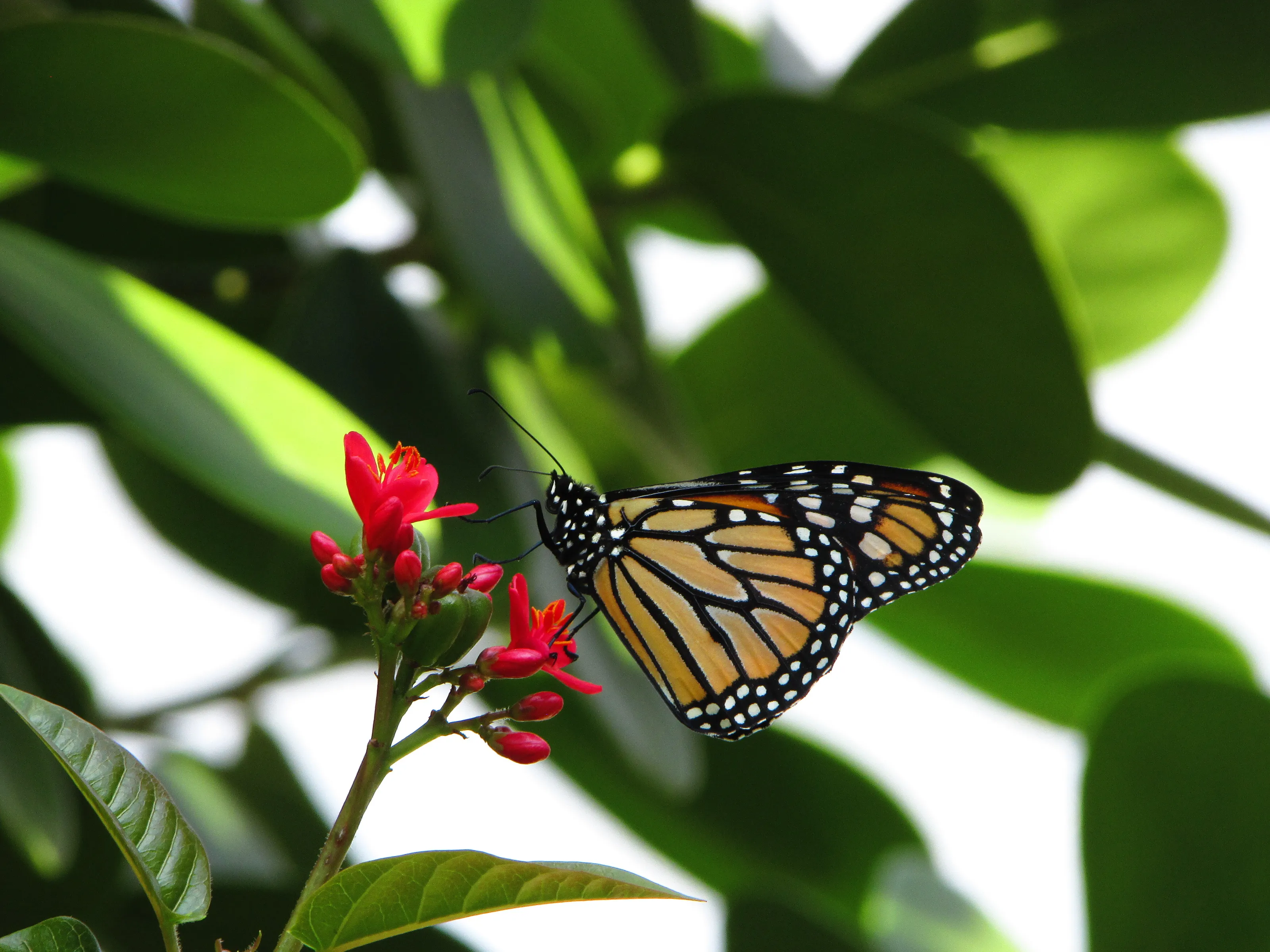 Monarch