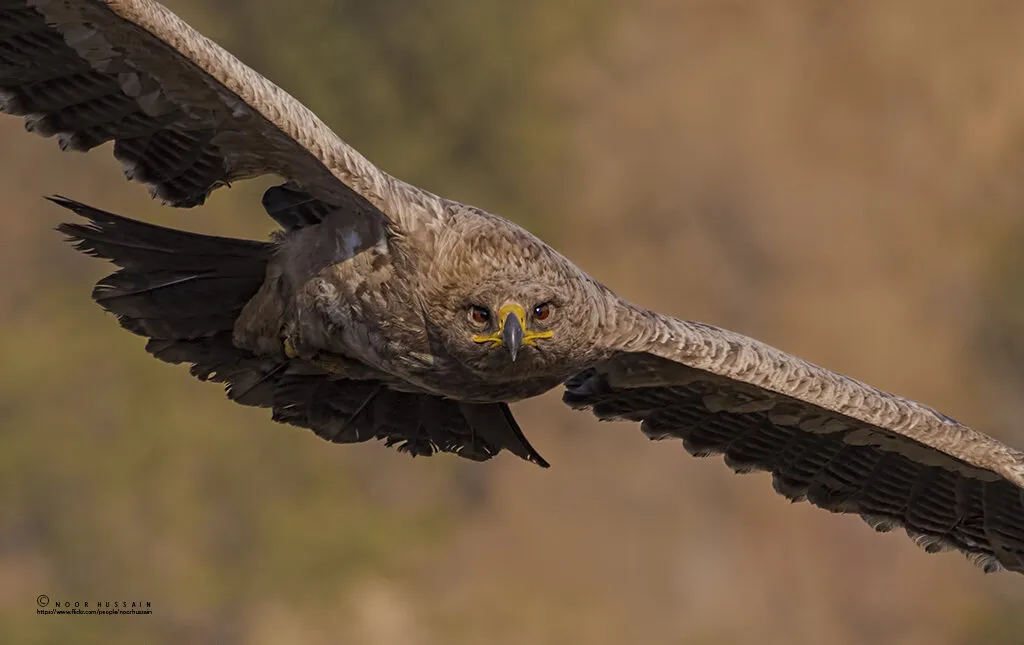 Steppe Eagle