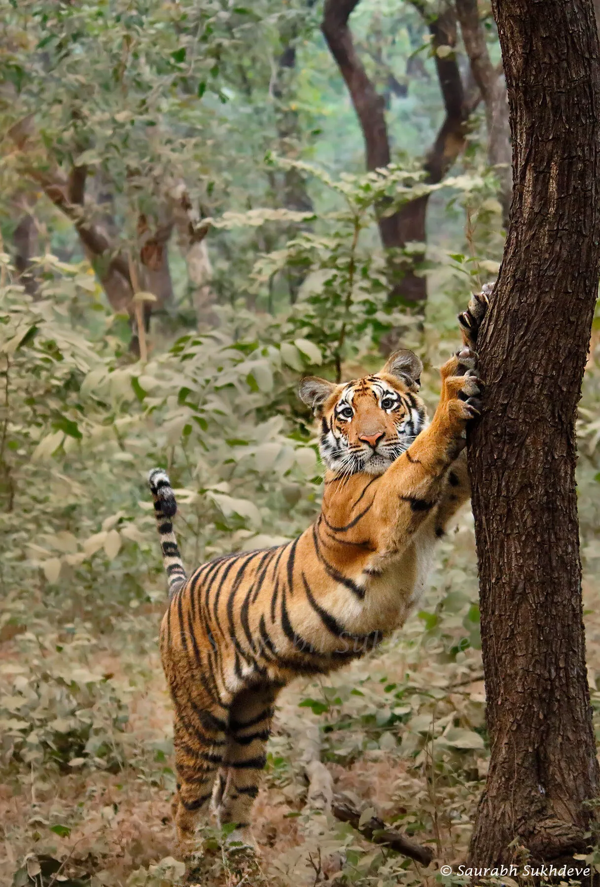 The Stretching Tiger