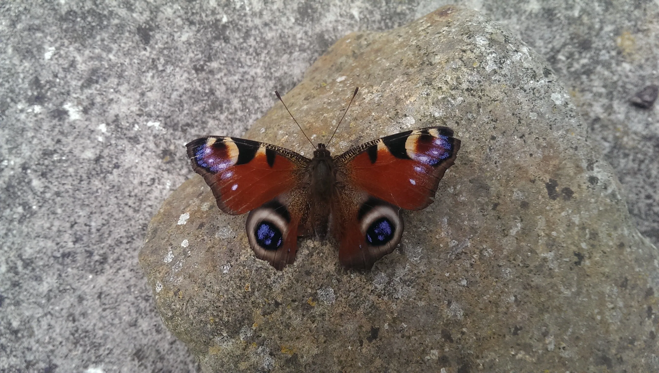 Peacock Butterfly