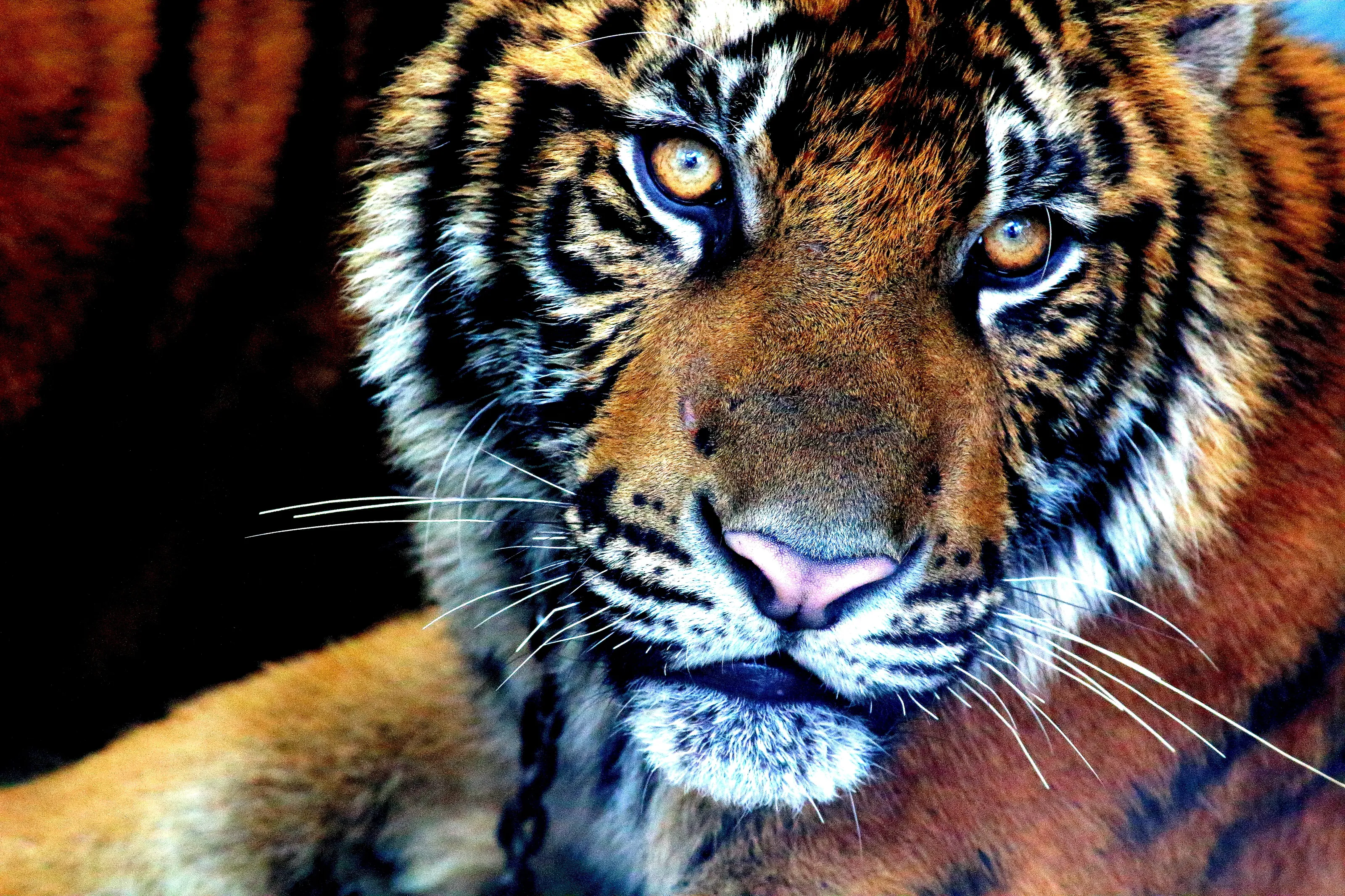 Tyger, Tyger