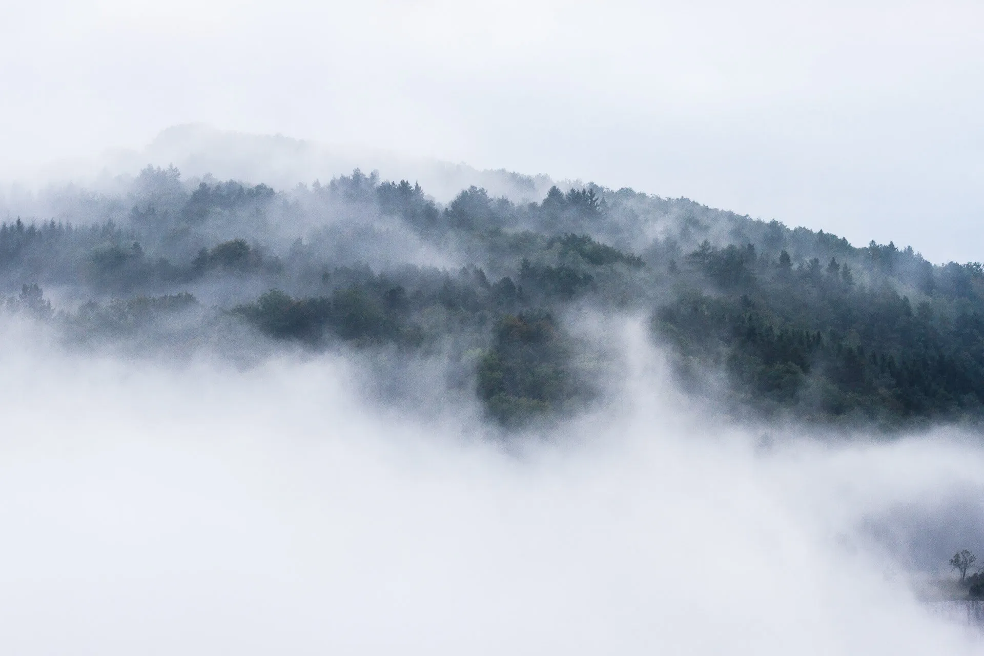 Dans la brume
