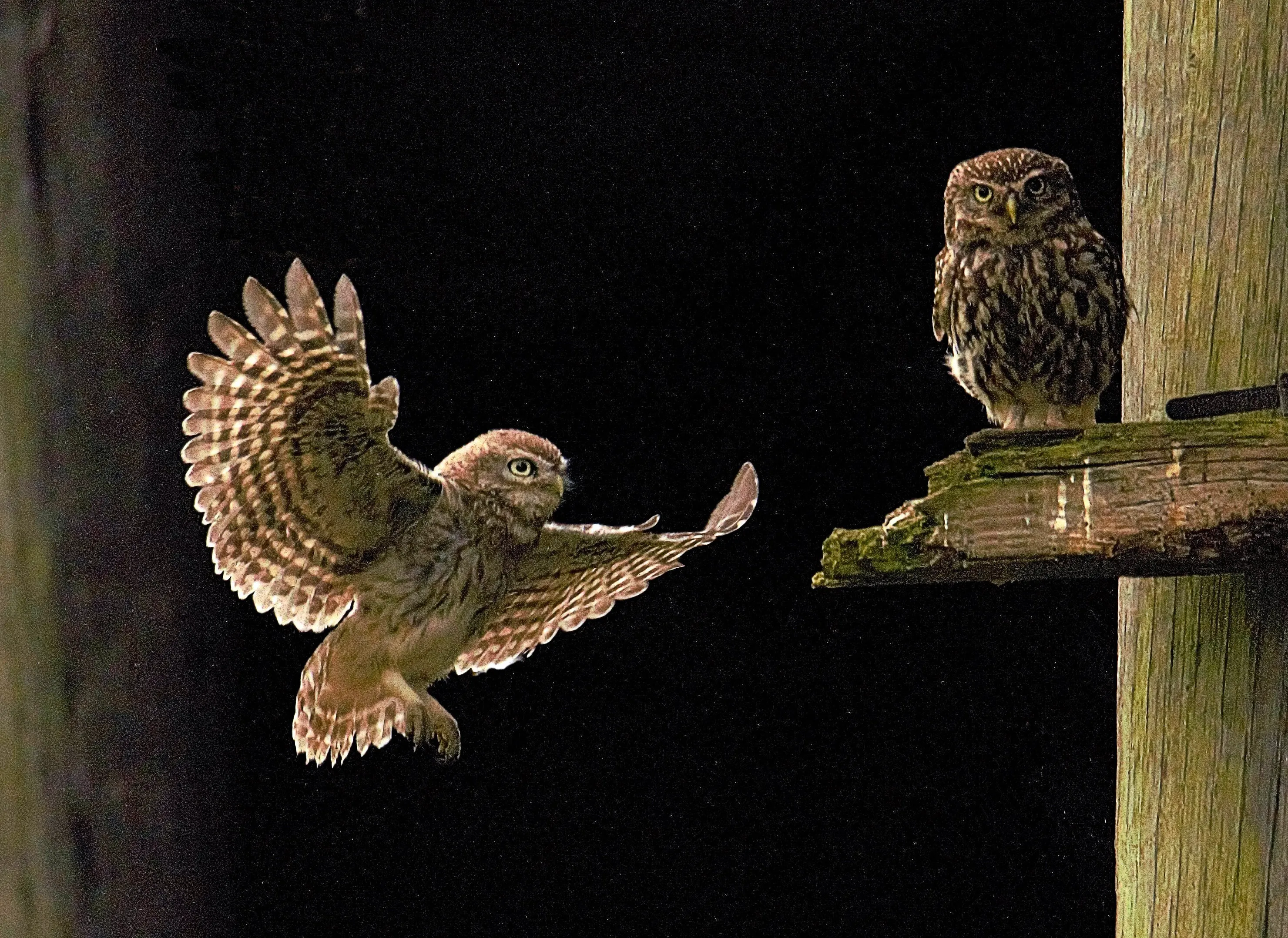 Little owl and young.