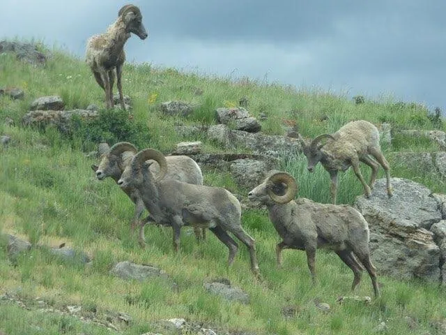 Yellowstone