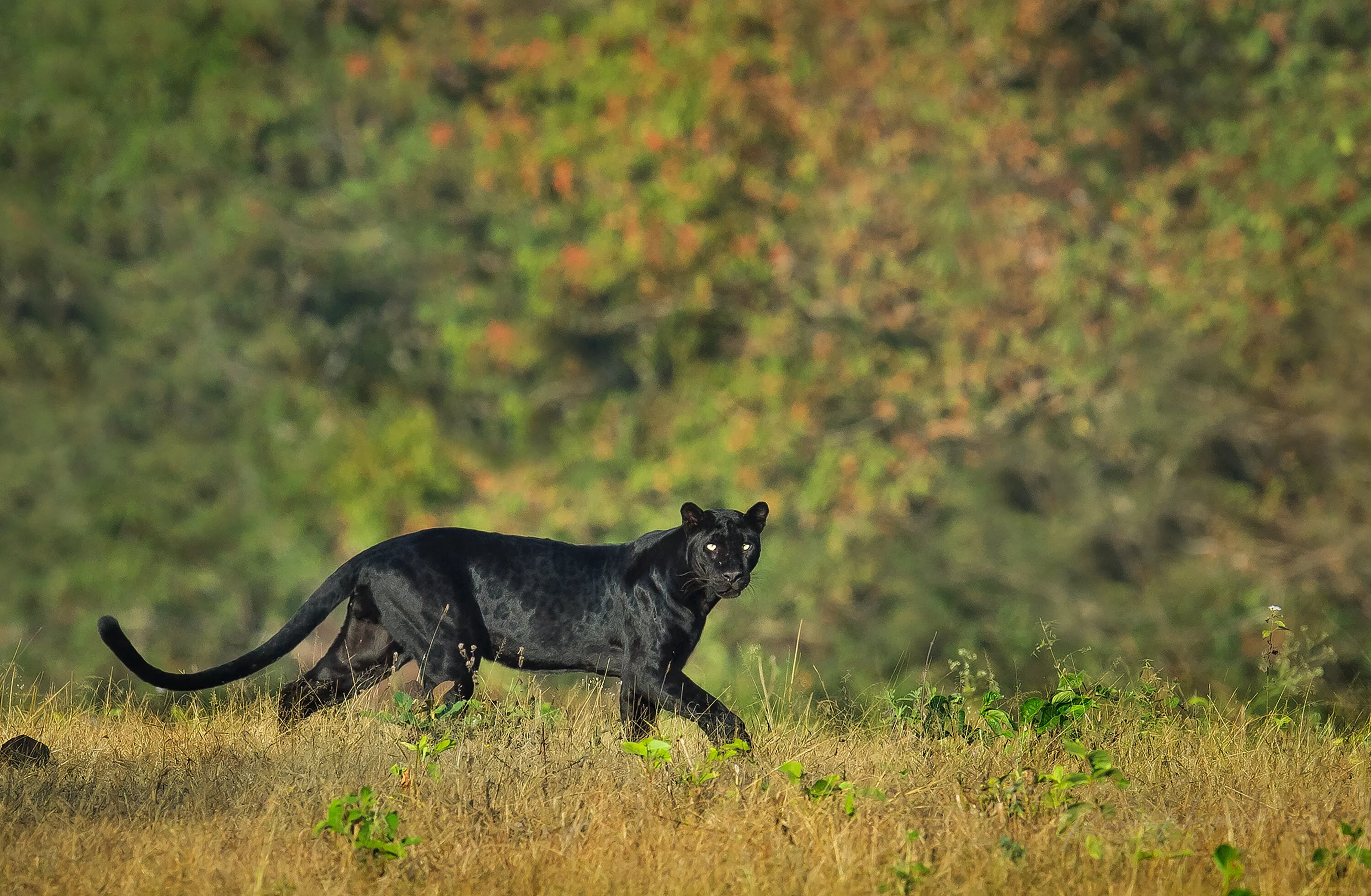 Melanistic Leopard