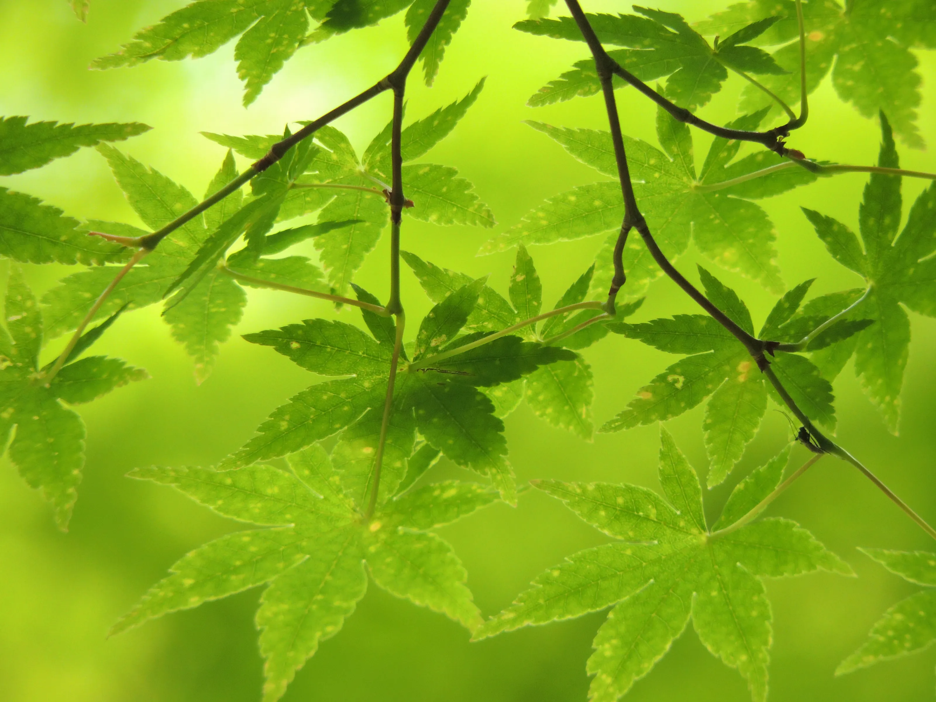Maple leaves under moderate sunlight