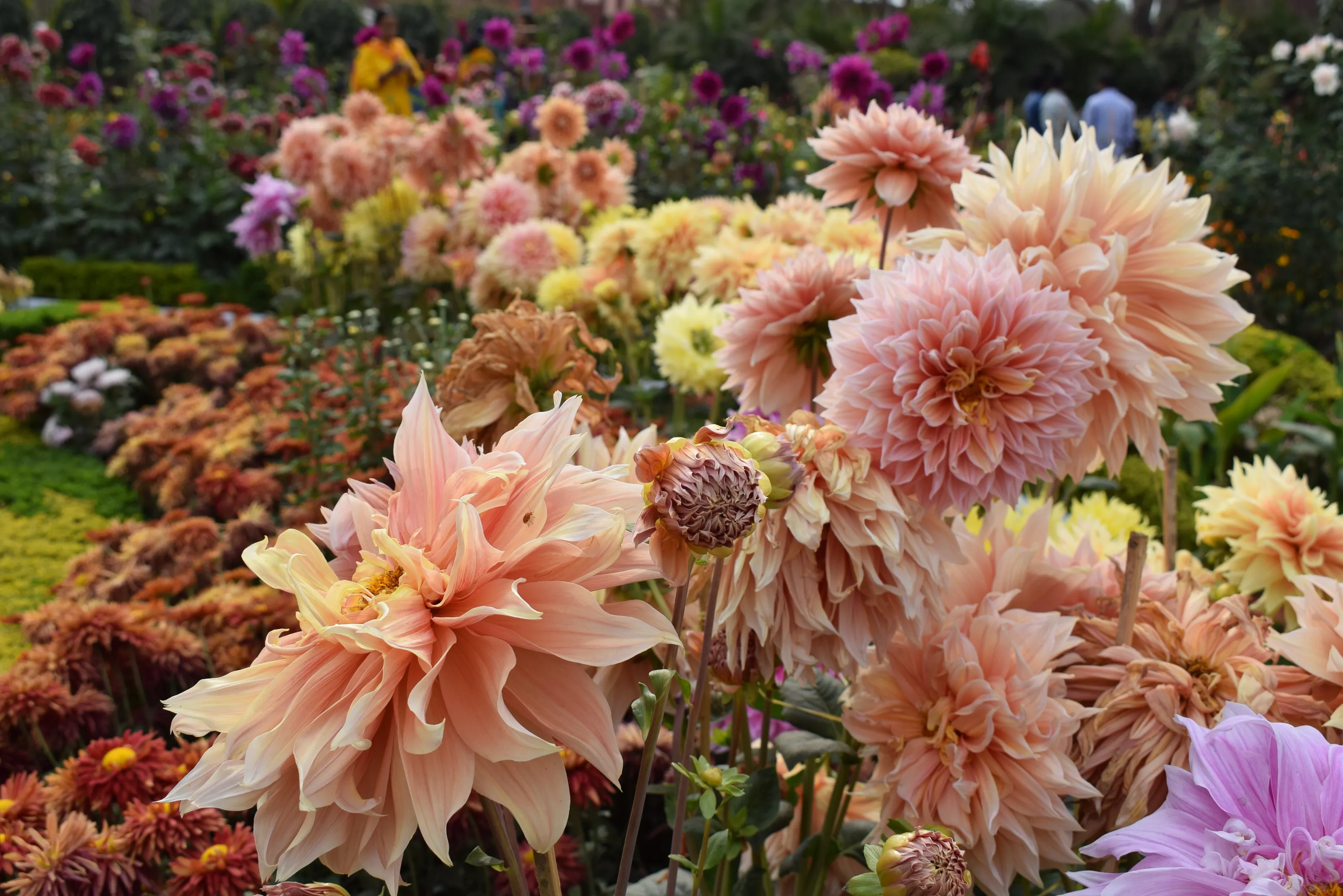 Dahlia Flowers