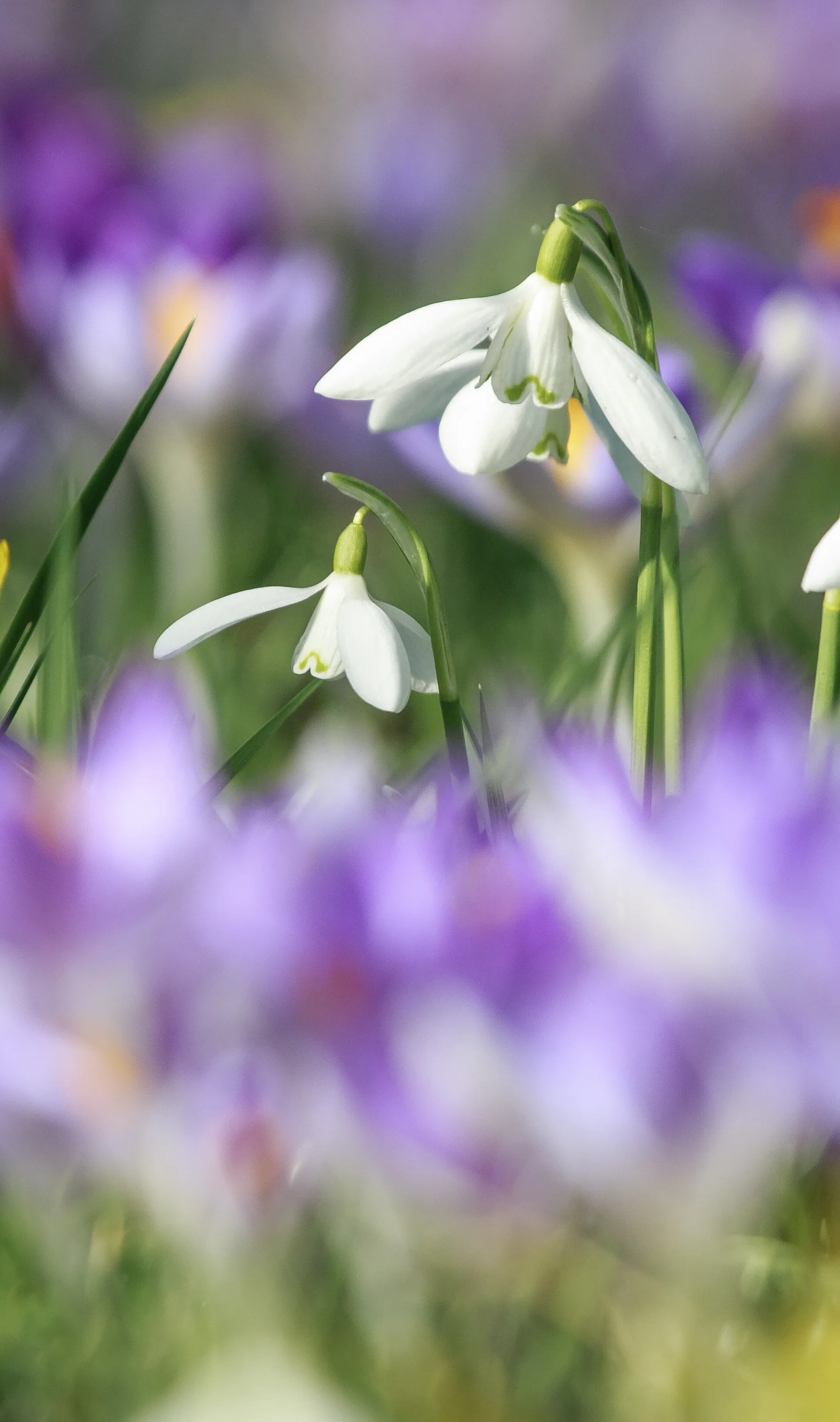 Snowdrop in bloom