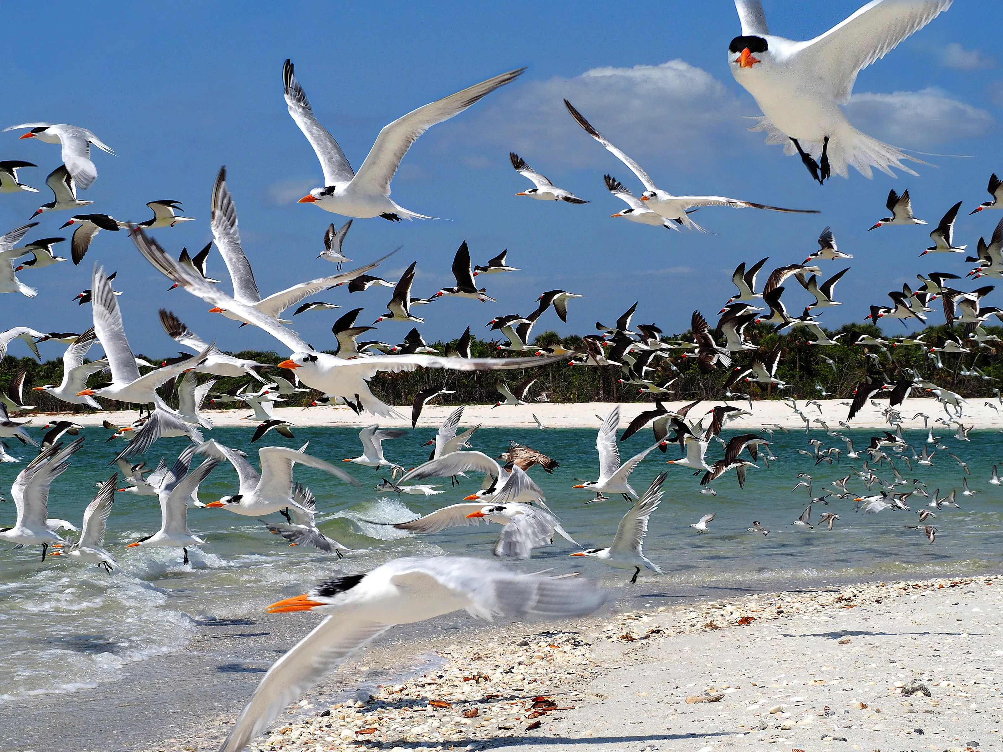 Swarm of Birds