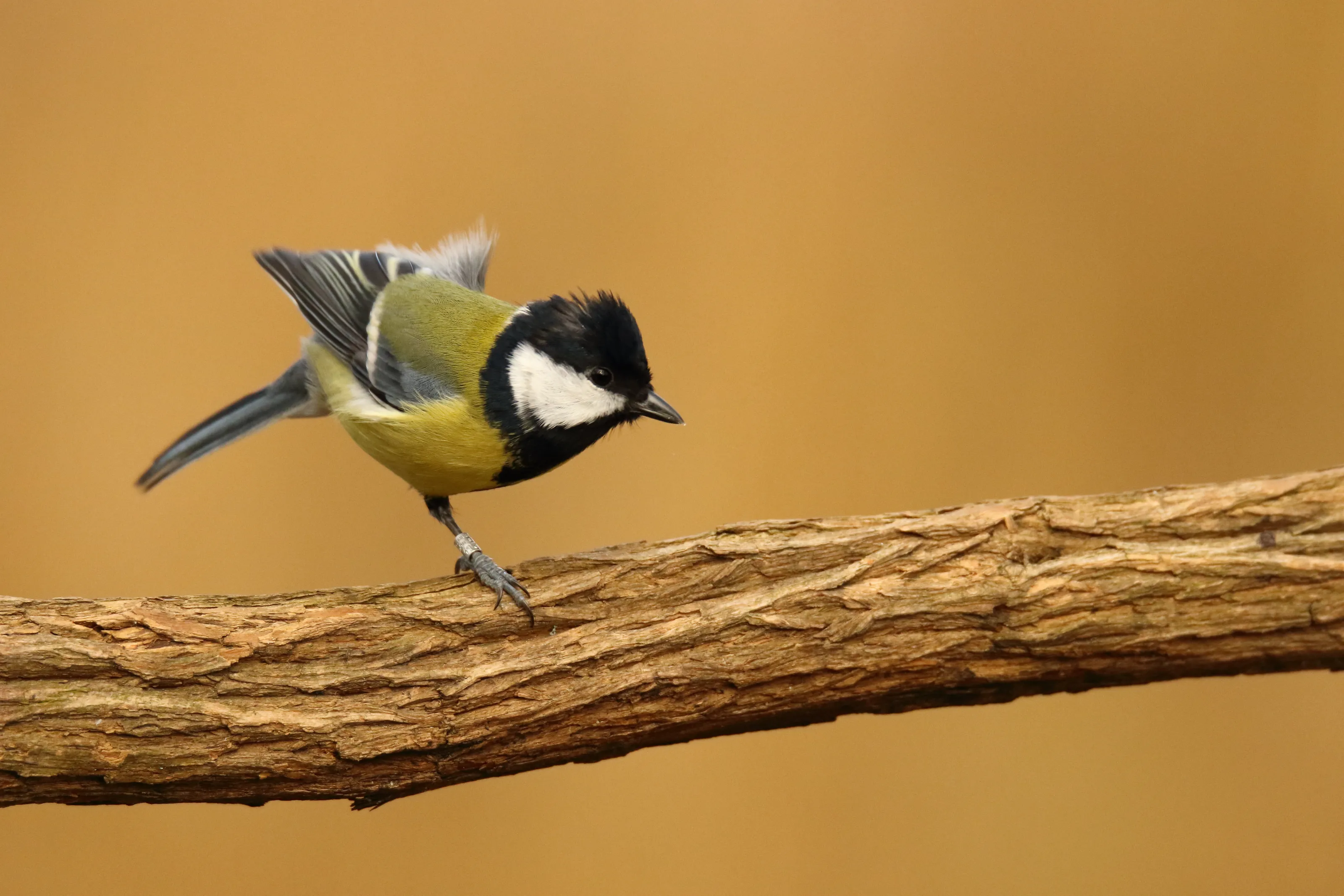 Great tit