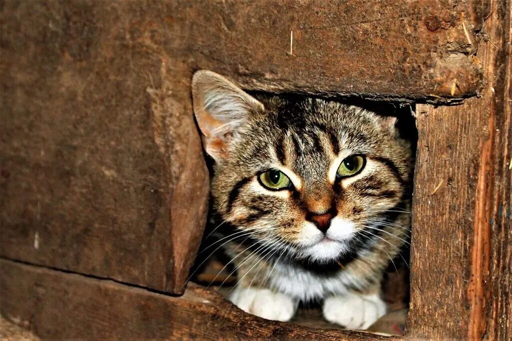 Cat Looking Out