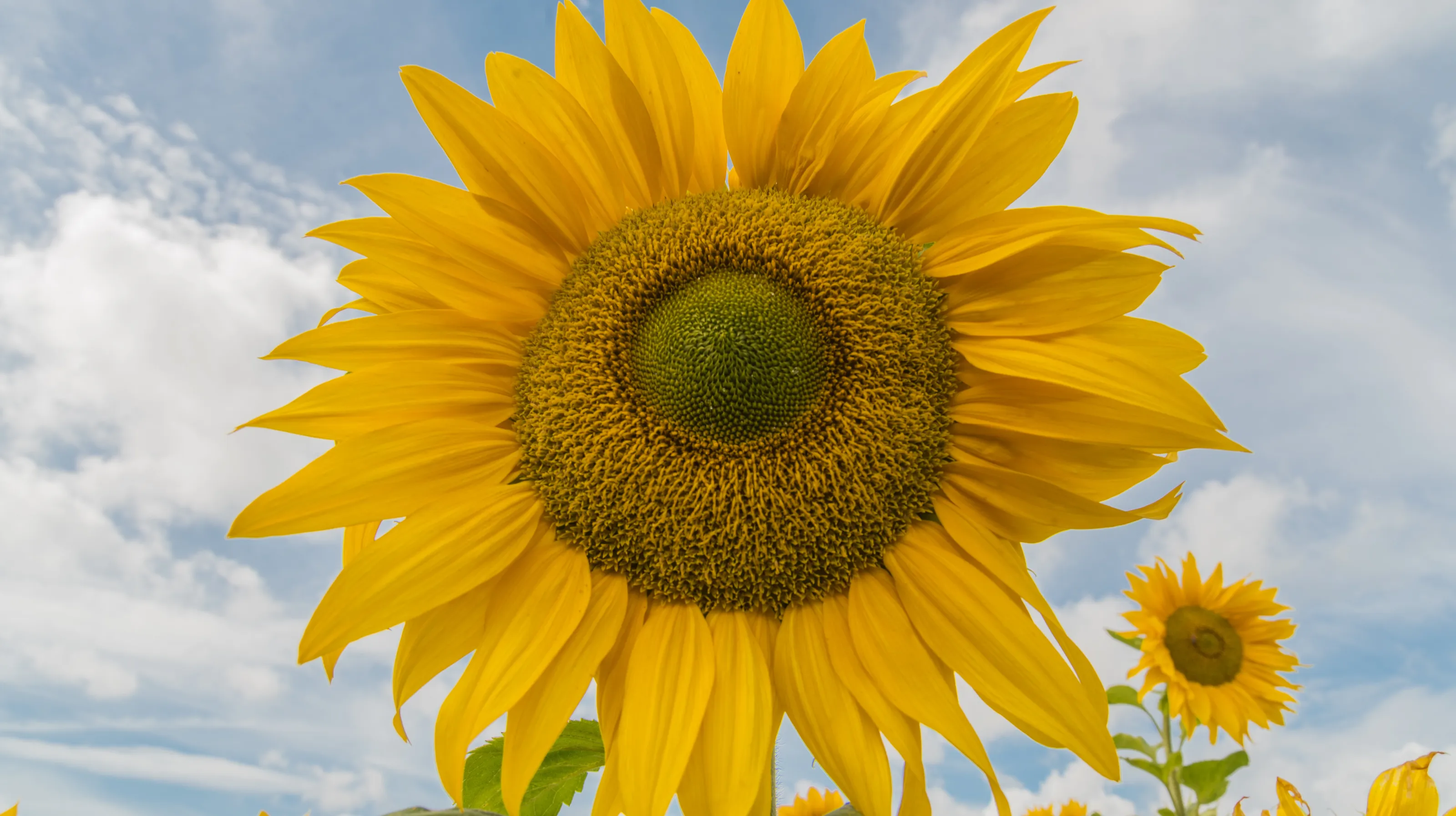 Sunflowers