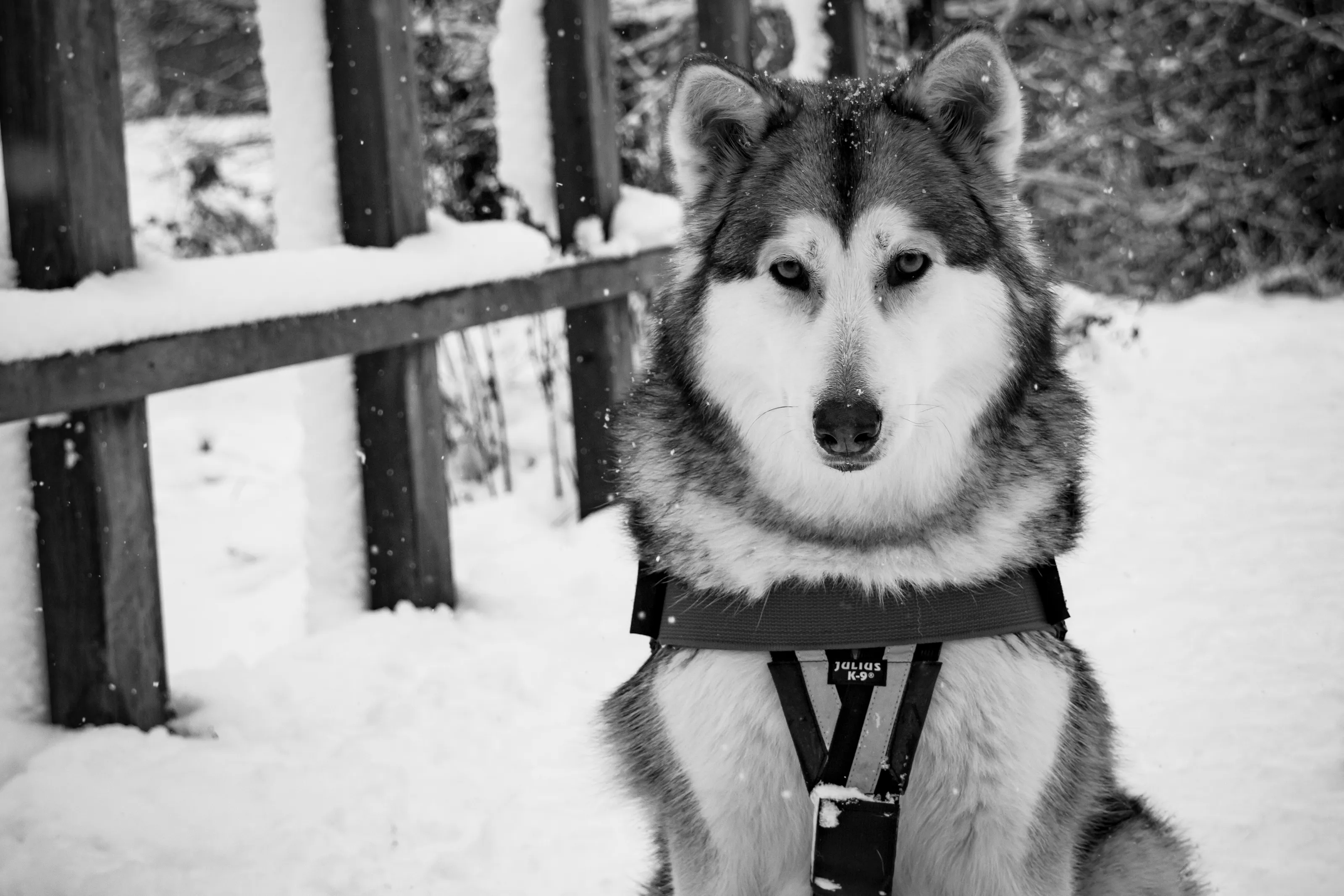 Malamute in the snow