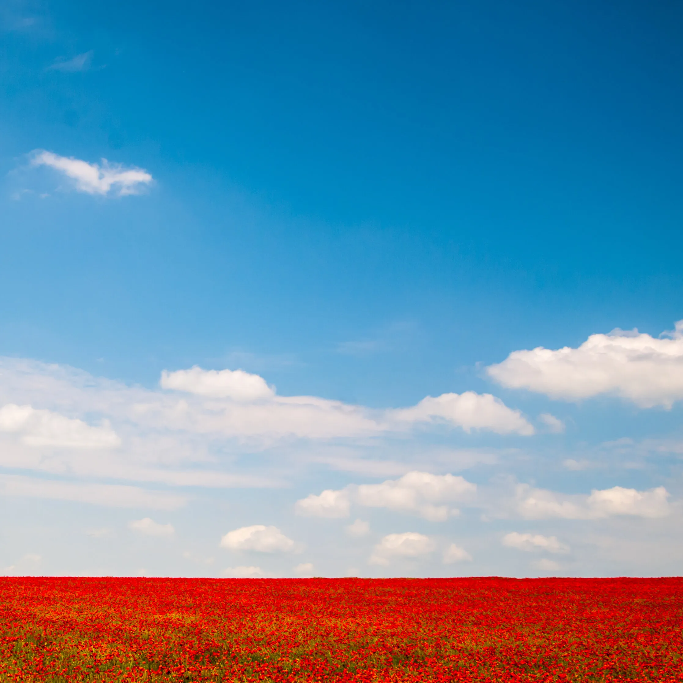 Field of Red
