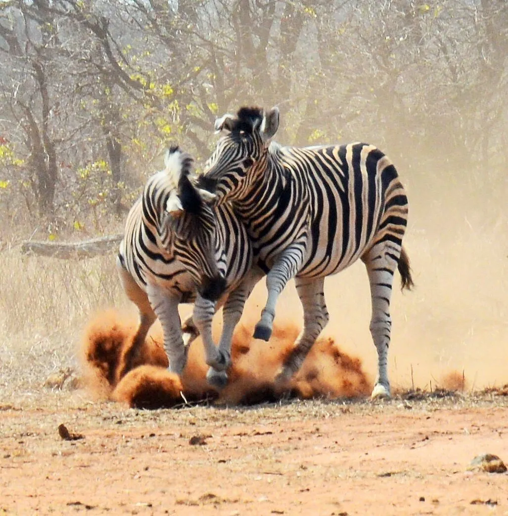 Zebra