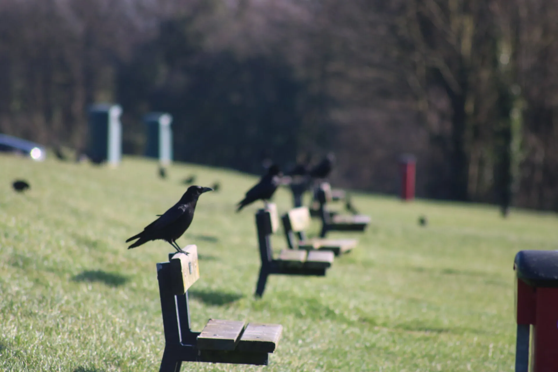 The Ravens.