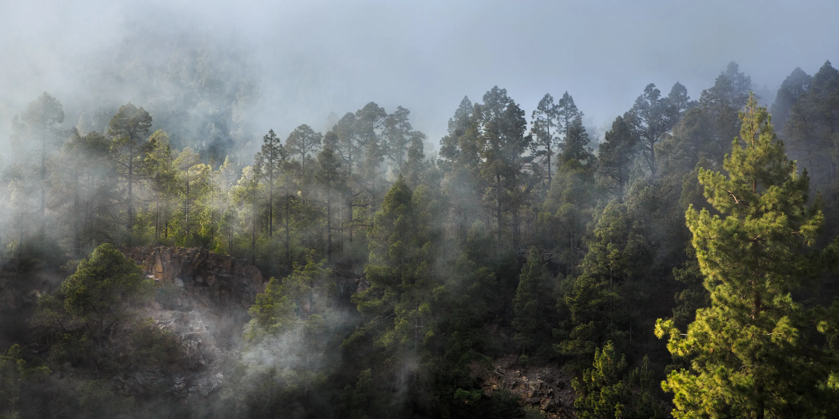 The fog