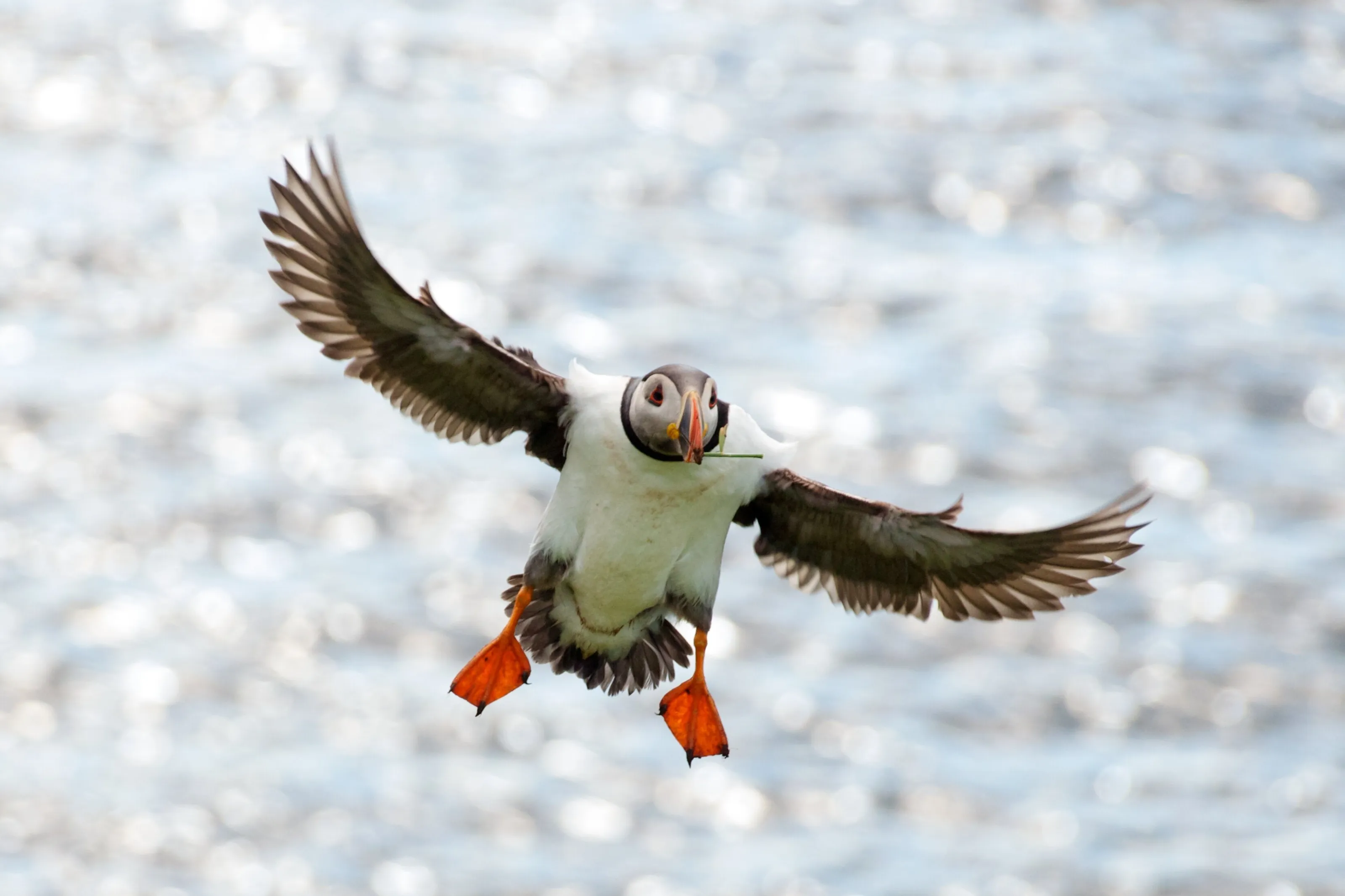 Puffin landing