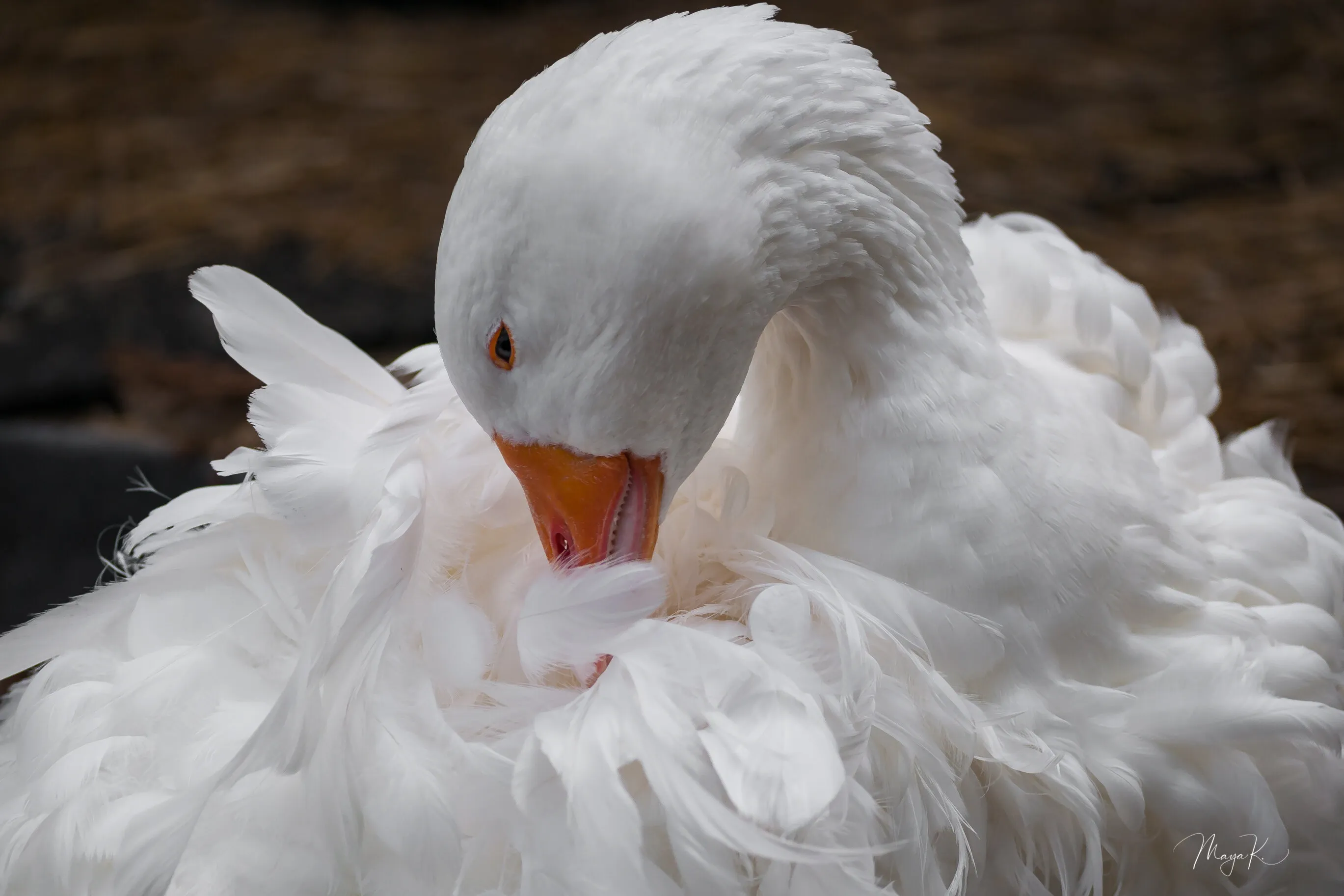 Sebastopol Geese