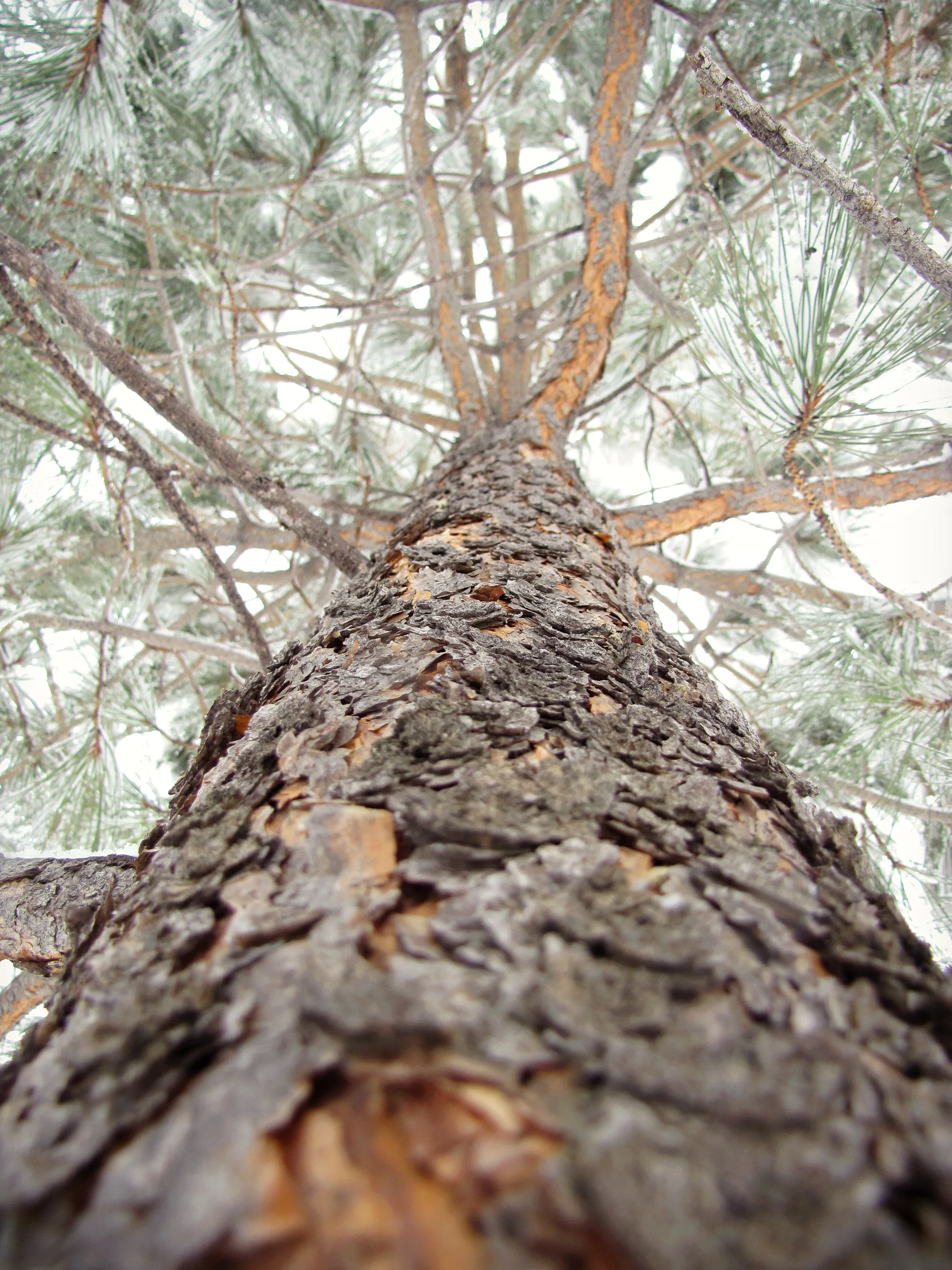 Looking Up