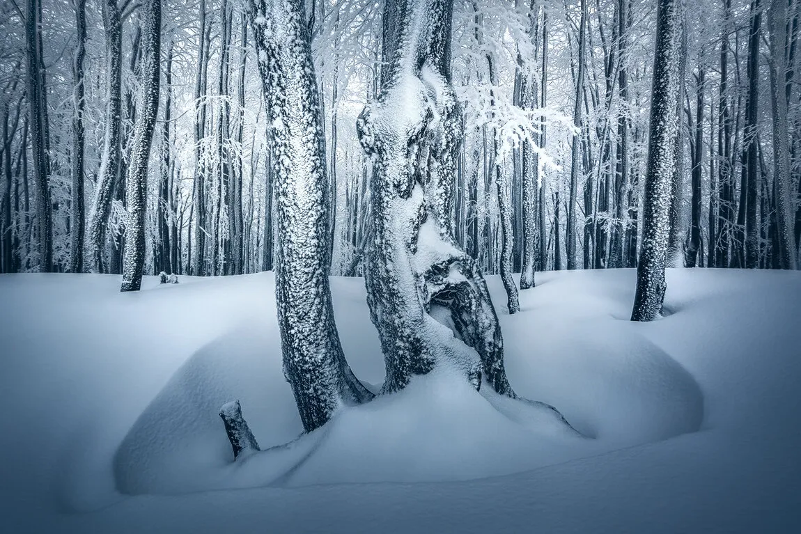 Magic Forest