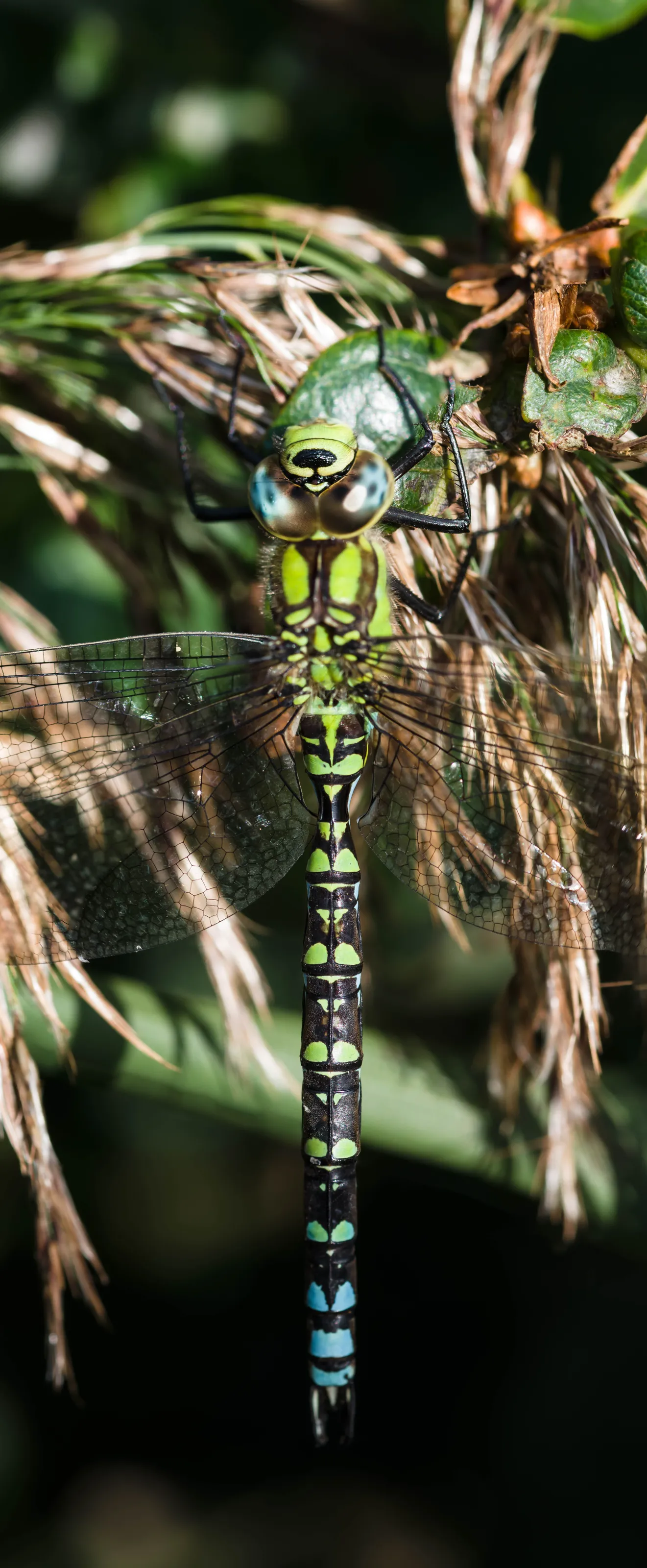 Male Southern Hawker in Denmark